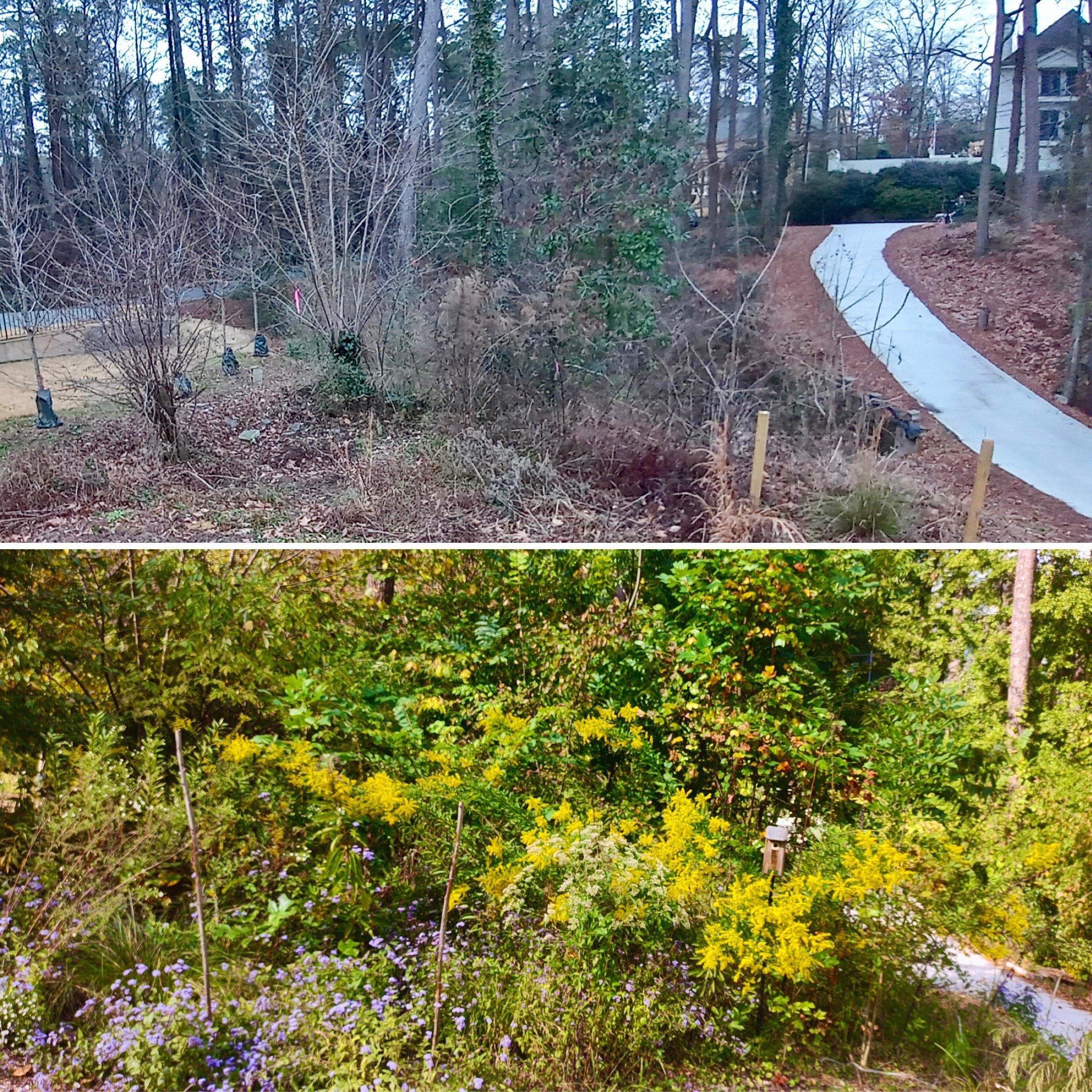  After 2 years of invasive control and 2 applications of native seed, native plant communities have established and the area shows a dramatic improvement in biodiversity. 