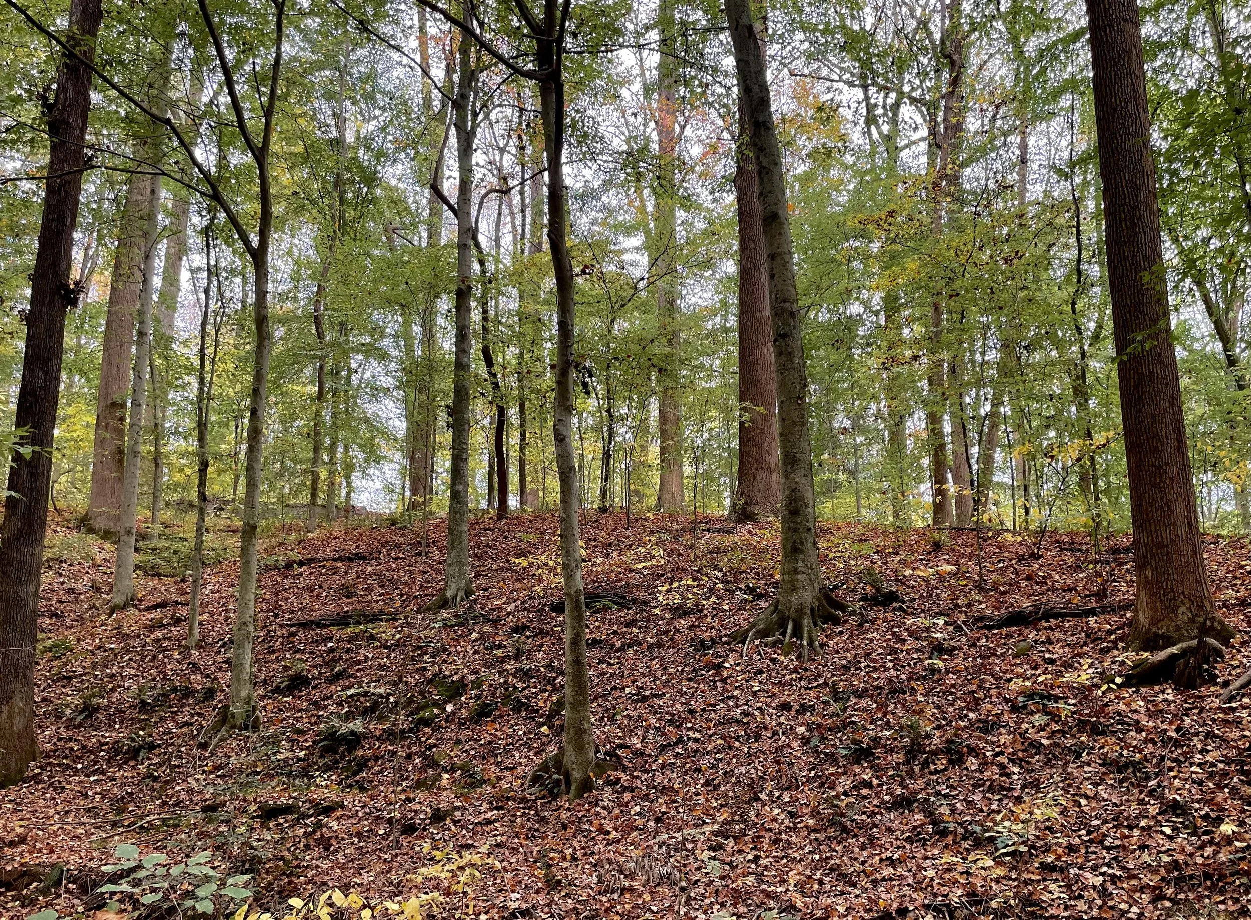  All of our natural constructions are multi-functional.  Brush berms  are an effective erosion control measure, providing a subtle visual cue so that worked areas can be revisited for efficient management. 