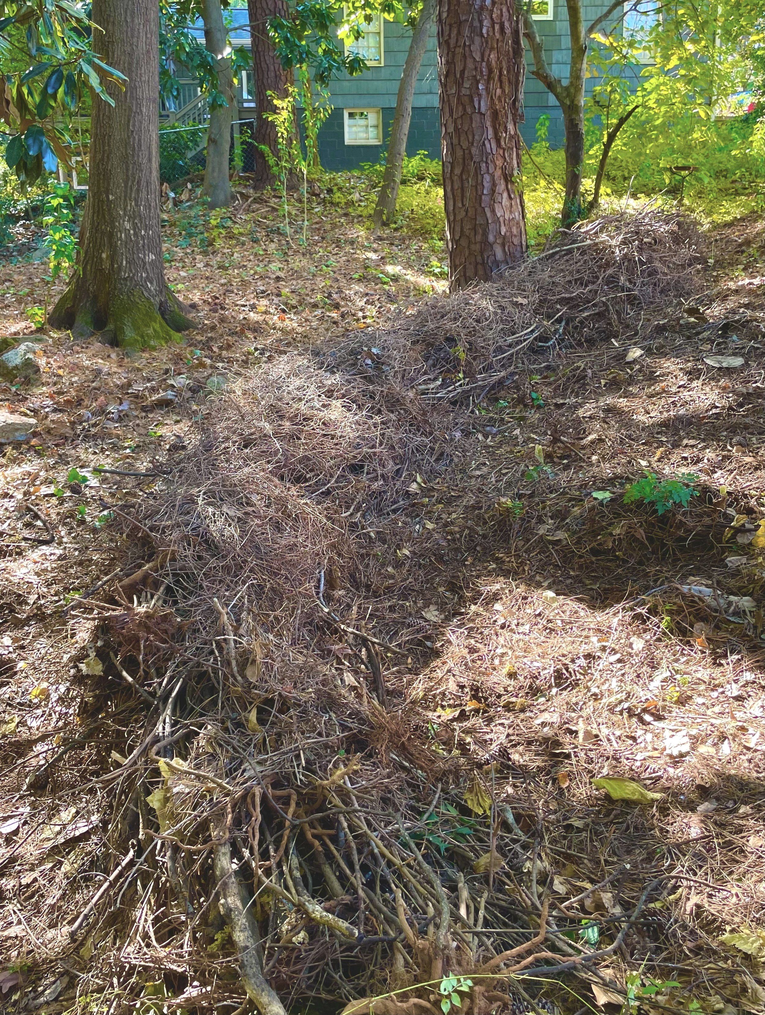 Native vines easily colonize deadhedges and can give the appearance of a living hedge over time. Crossvine and trumpet creeper from the surrounding area were woven into this deadhedge. These vines produce flowers that attract hummingbirds. 