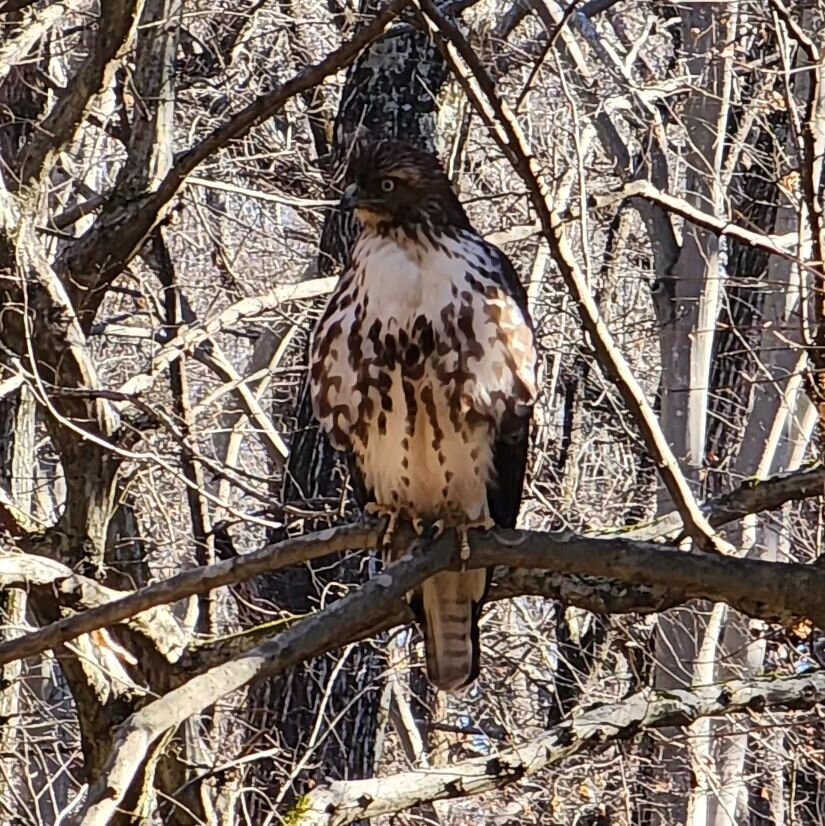 Anyone know the type of hawk we spotted at fernbank? 🪶🌿 😳