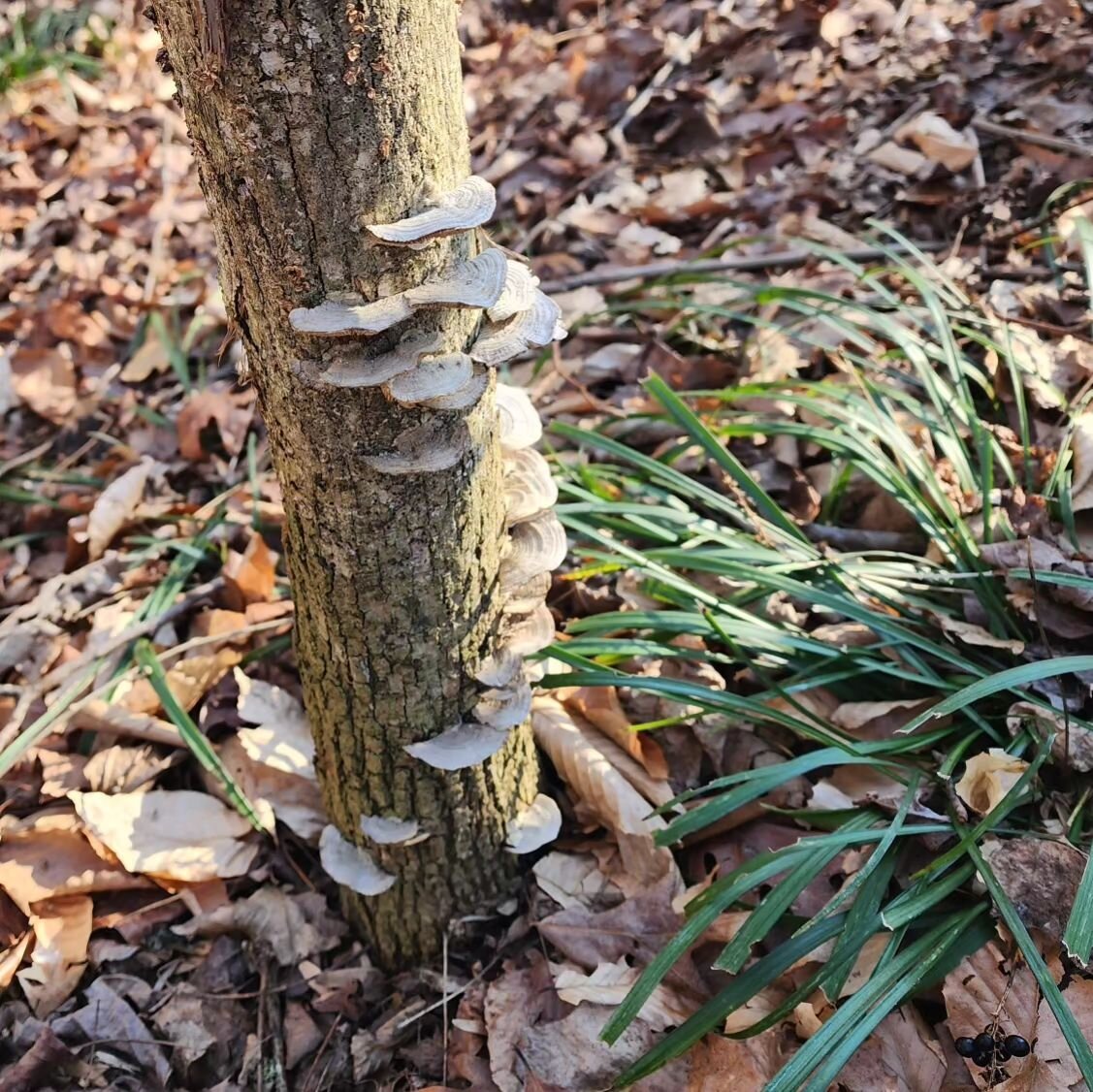 Spring's arrival fills Ecologic with excitement as we witness the forests' native plants emerging! 🌿🌸 We can't wait to see what these plants will look like when they finally bloom after a few months~ Let the discovery begin! 🌱✨

All Plants/Fungi P