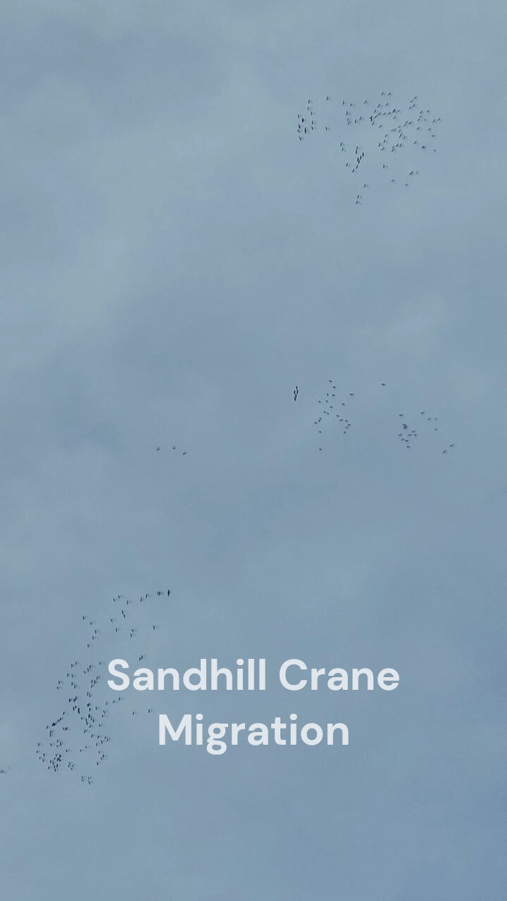 The wind carries the sound of the Sand-hill Crane (Antigone canadensis) migration over the hustle and bustle of Atlanta! Look up and you'll see them rise and soar!

Credits:
-Video and Audio captured by EcoLogic 
-Sand-hill Crane individual by K. Dub