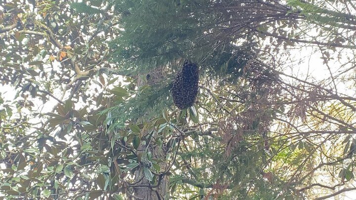 Did you know that when a honey bee colony becomes overcrowded, bees create a temporary home in the form of a swarm? 🐝
This football shaped swarm can contain up to 1,500 to 30,000 bees (although this one is on the smaller side) consisting of workers,