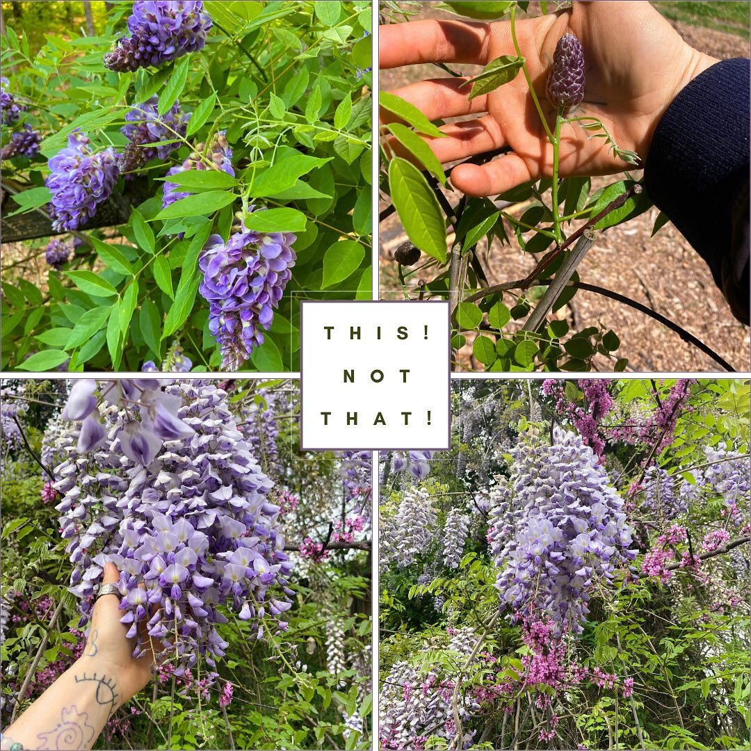 Let&rsquo;s face it, this is probably the ONLY time of the year that we can enjoy the ever pervasive and invasive Chinese Wisteria (W. sinensis) blooms, as these lovely flowers are unfortunately the product of relentless overgrowth. 
Notice there is 