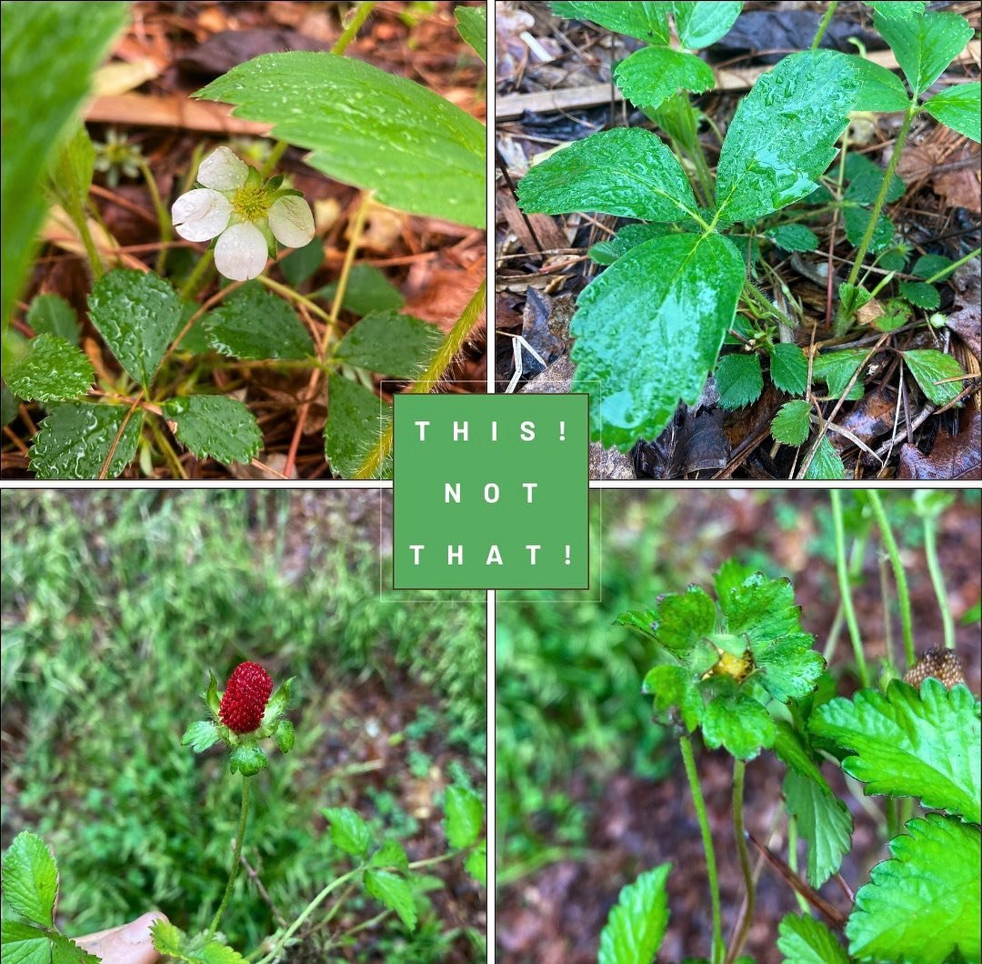 On another episode of This! Not That! we explore the differences between native Strawberry Vine (Fragaria virginiana) and the invasive mock (aka false) strawberry vine (Potentilla indica). 
Here are some ways to spot native vs invasive strawberries:
