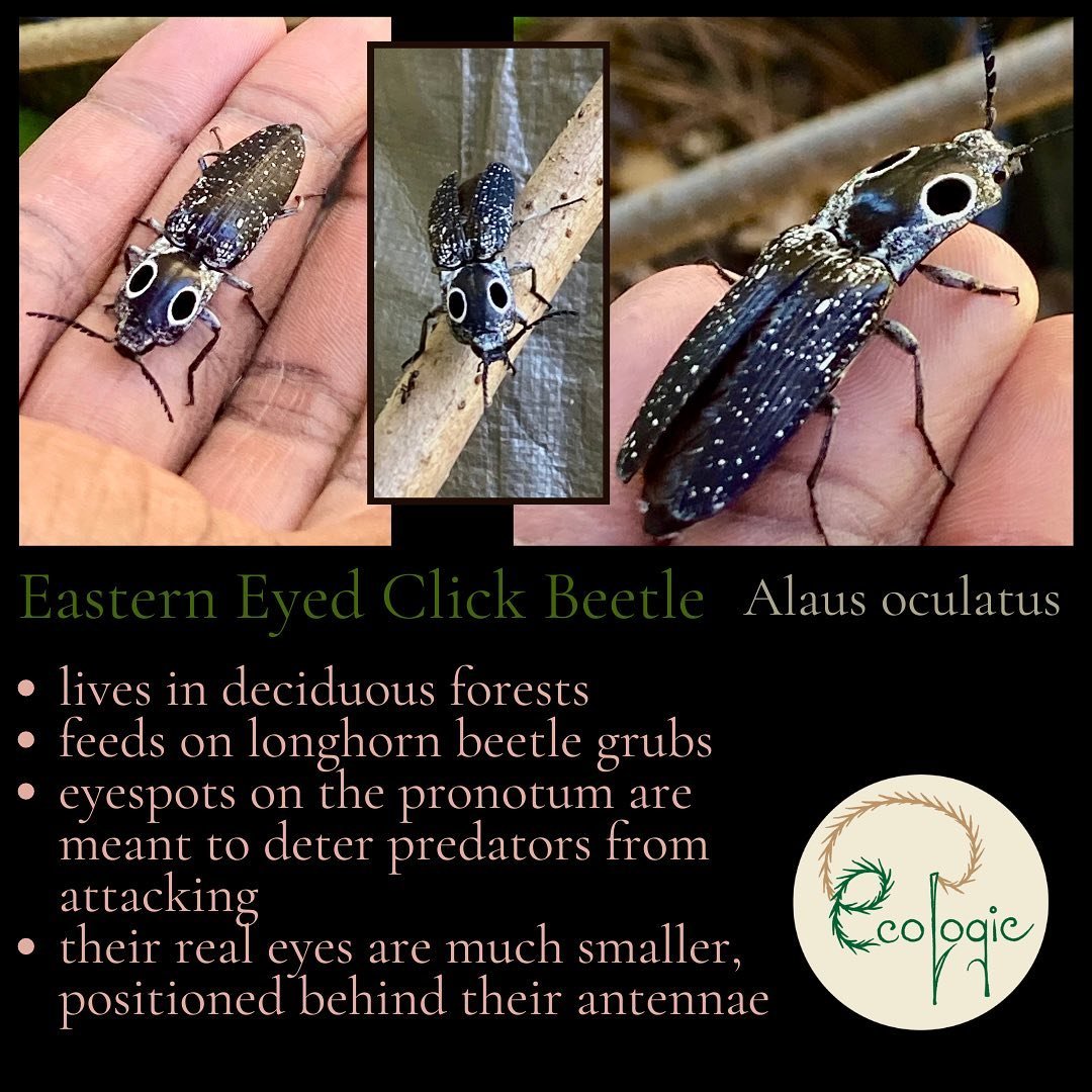 Meet the Eastern Eyed Click Beetle, also known as the Eyed Elater! They are one of the largest beetles in the southeast, with some reaching up to two inches in length!
These beautiful beetles get their name because of the &ldquo;click&rdquo; sound th
