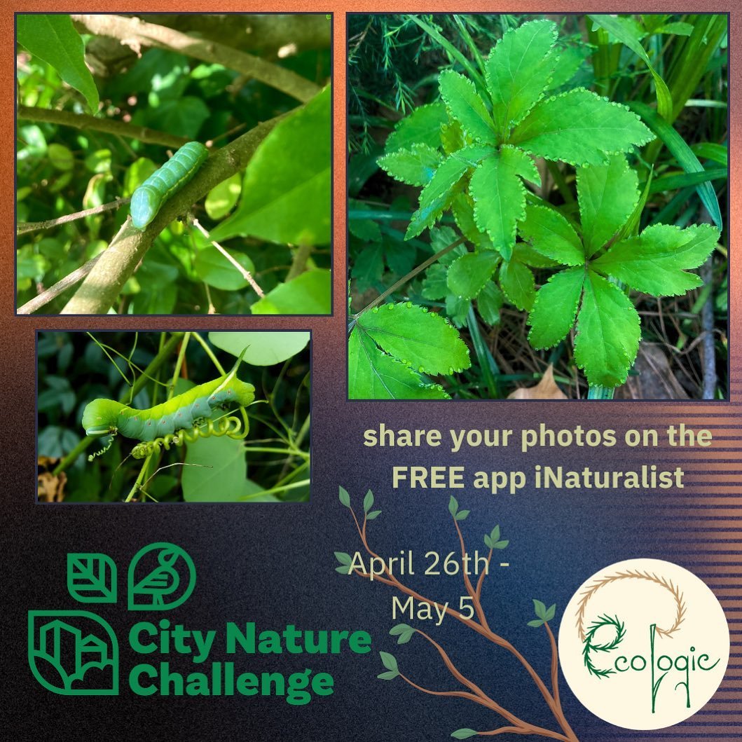 Join us and many other wildlife lovers for the City Nature Challenge, starting TODAY and going &lsquo;til the 5th of May!
Everyone is invited to celebrate the natural world by getting outside, snapping a pic of any plant, animal, or fungi that they f