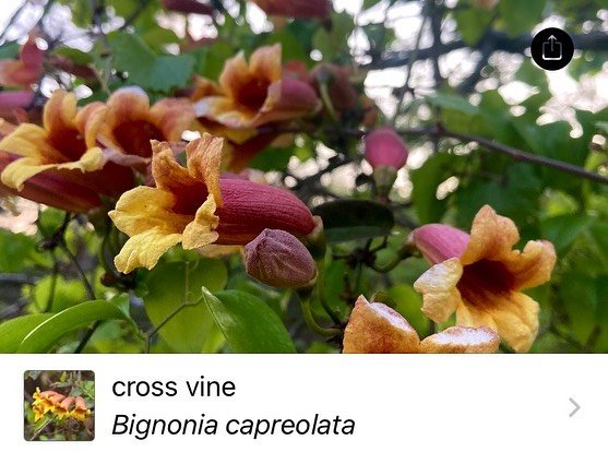 Sharing a few of our favorite findings during the #citynaturechallenge
You can participate for free! Going until May 5. Just download the app iNaturalist and capture the wildlife around you!
.
.
.
.
.
.
.
.
.
#crossvine #bignoniacapreolata #mountainl