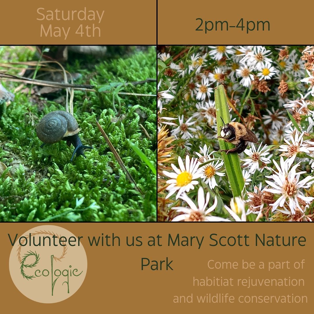 Join us for a very special volunteer day facilitated by the @georgianativeplantsociety at Mary Scott Nature Park!
On Saturday, May 4, Tea &amp; the Ecologic team&rsquo;s aim is to help you identify native plants in landscapes that are peppered with i