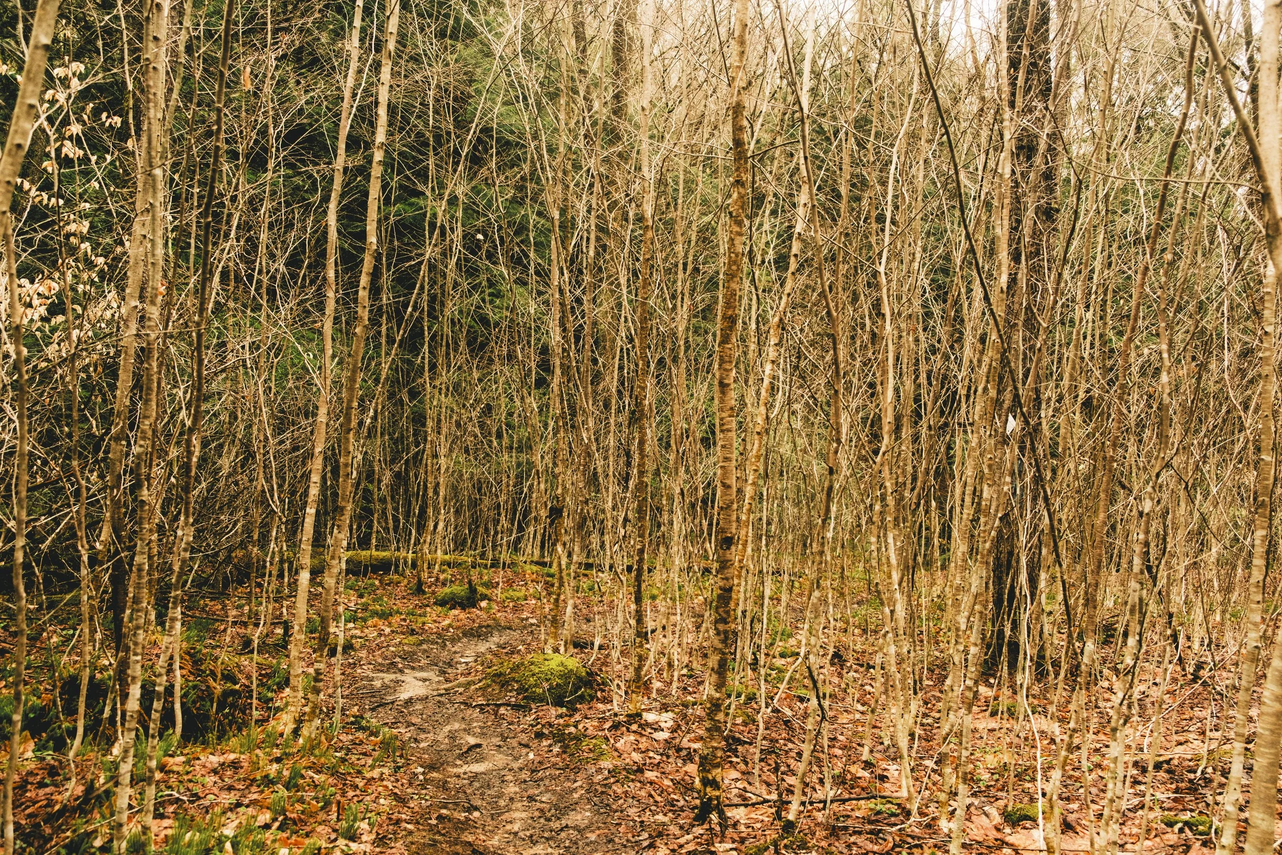 DSCF9547.jpg