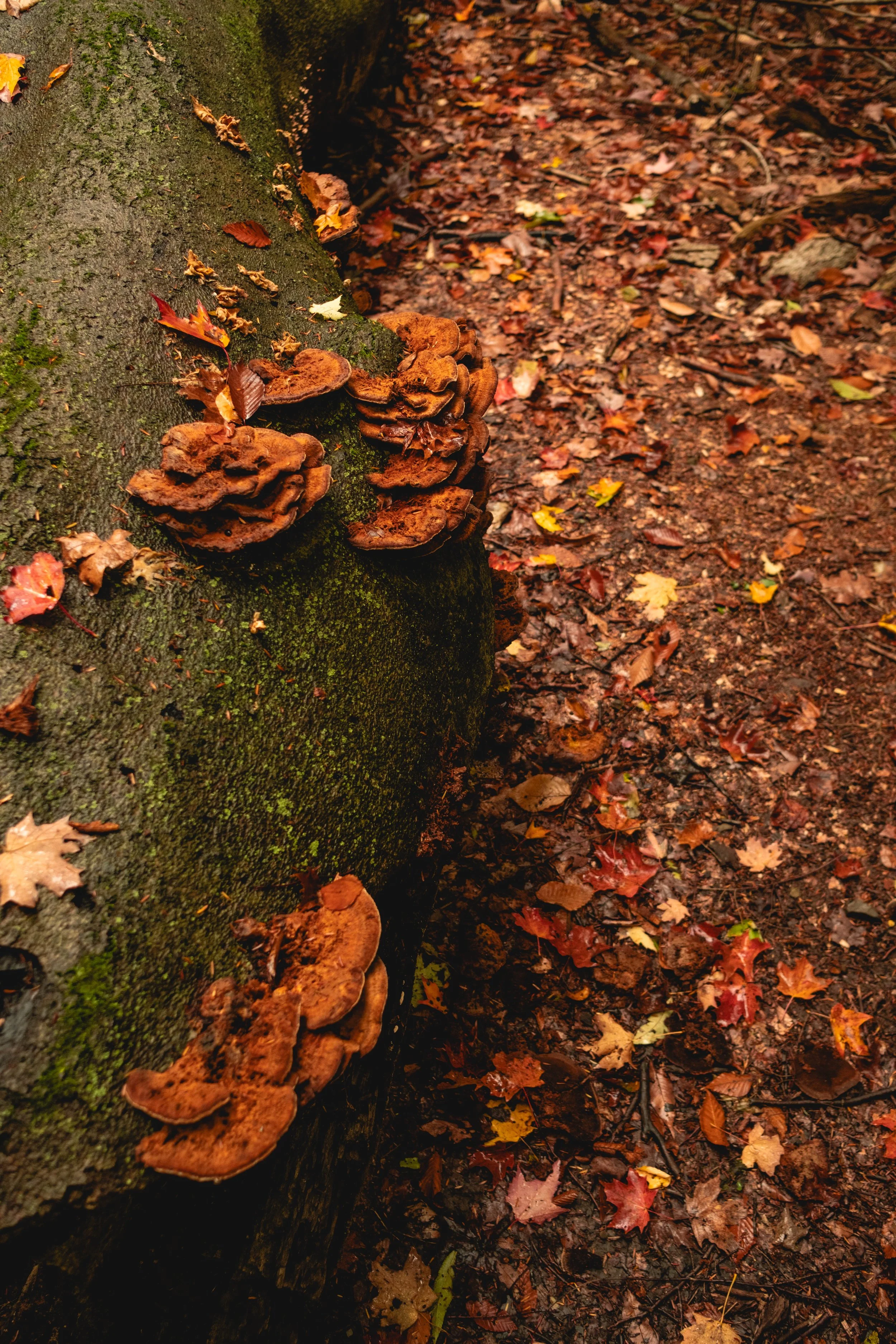 DSCF3518.jpg