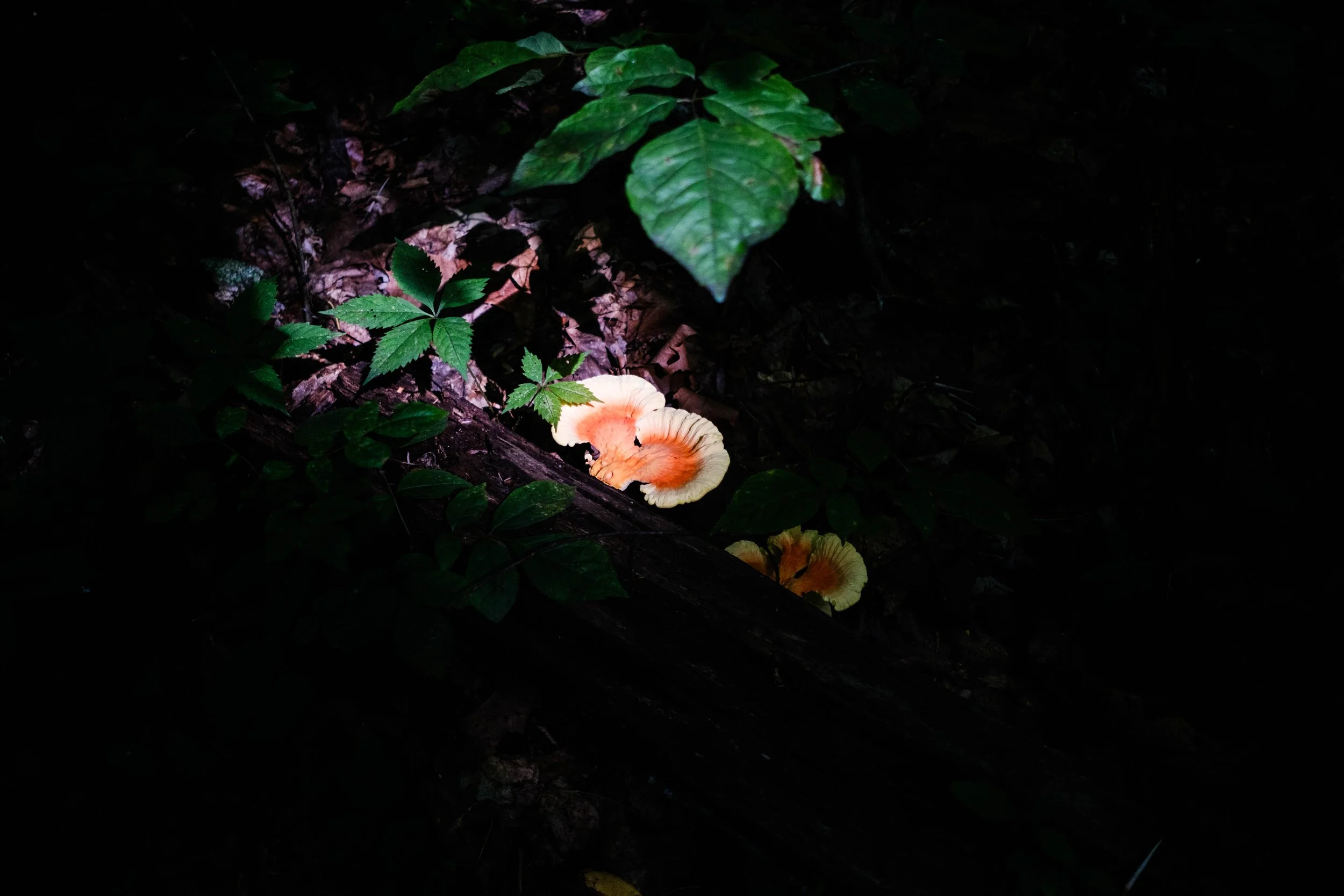 DSCF0249.jpg
