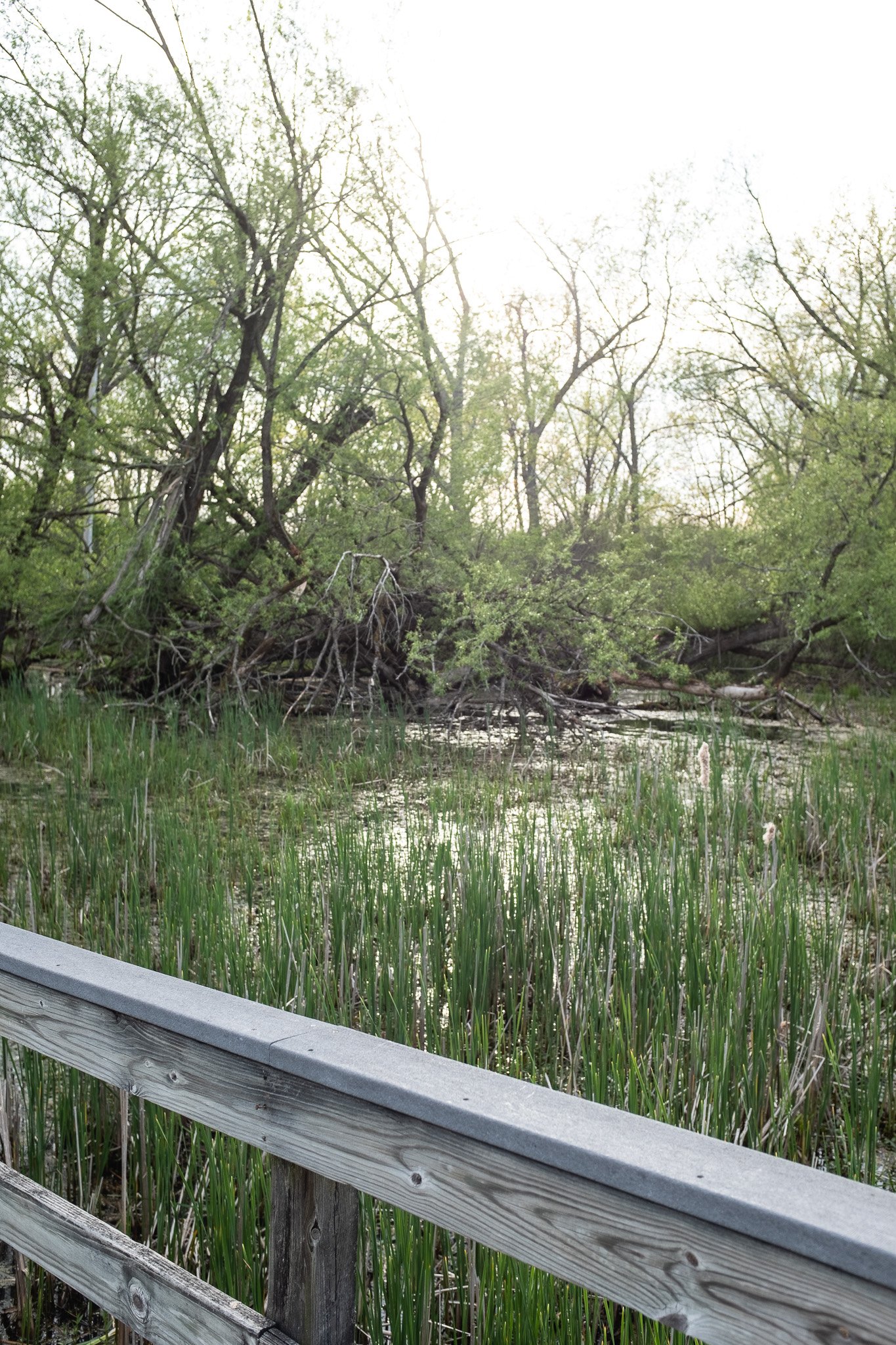 DSCF7940.jpg
