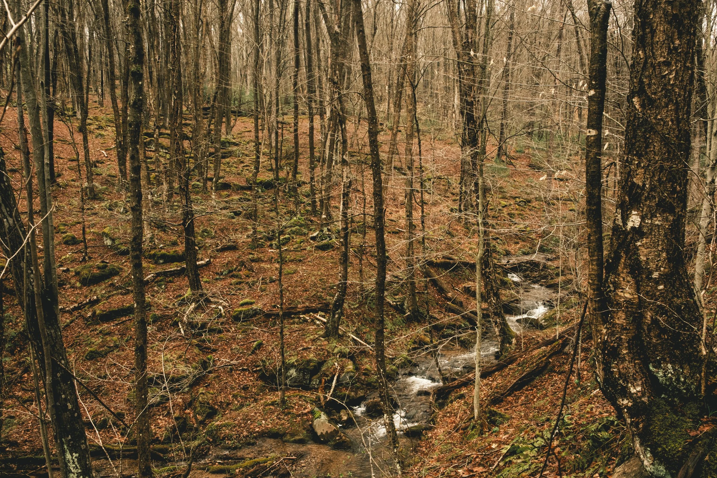 DSCF9535.jpg