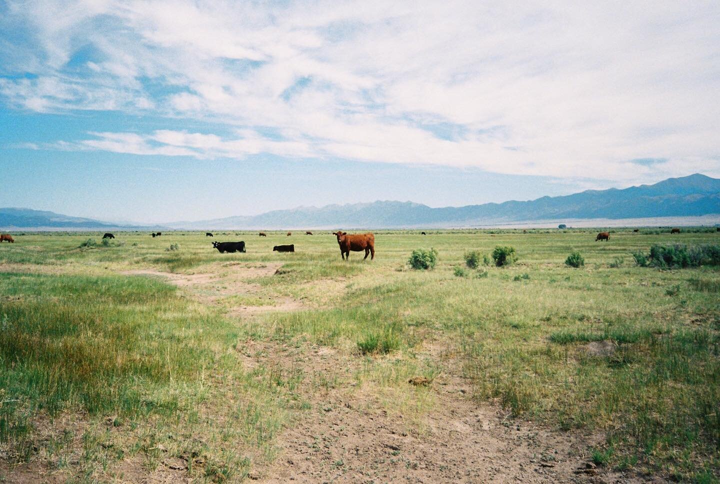Somewhere in the San Luis Valley 
&bull;
&bull;
📸: #olympusmju 
🎞: #kodakultramax400 
&bull;
&bull;
#filmfriday #madewithkodak #shootfilmstaybroke #olympusmju1 #fieldmag #35mm