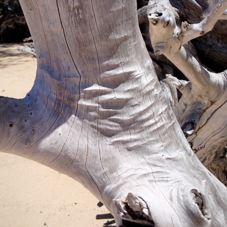 Palette inspiration - Fell in love with everything about this tree that must have washed up on the beach - the silver, off white, and taupe, the ripples and splits, lines and movement, if only I could have taken this back to the studio!