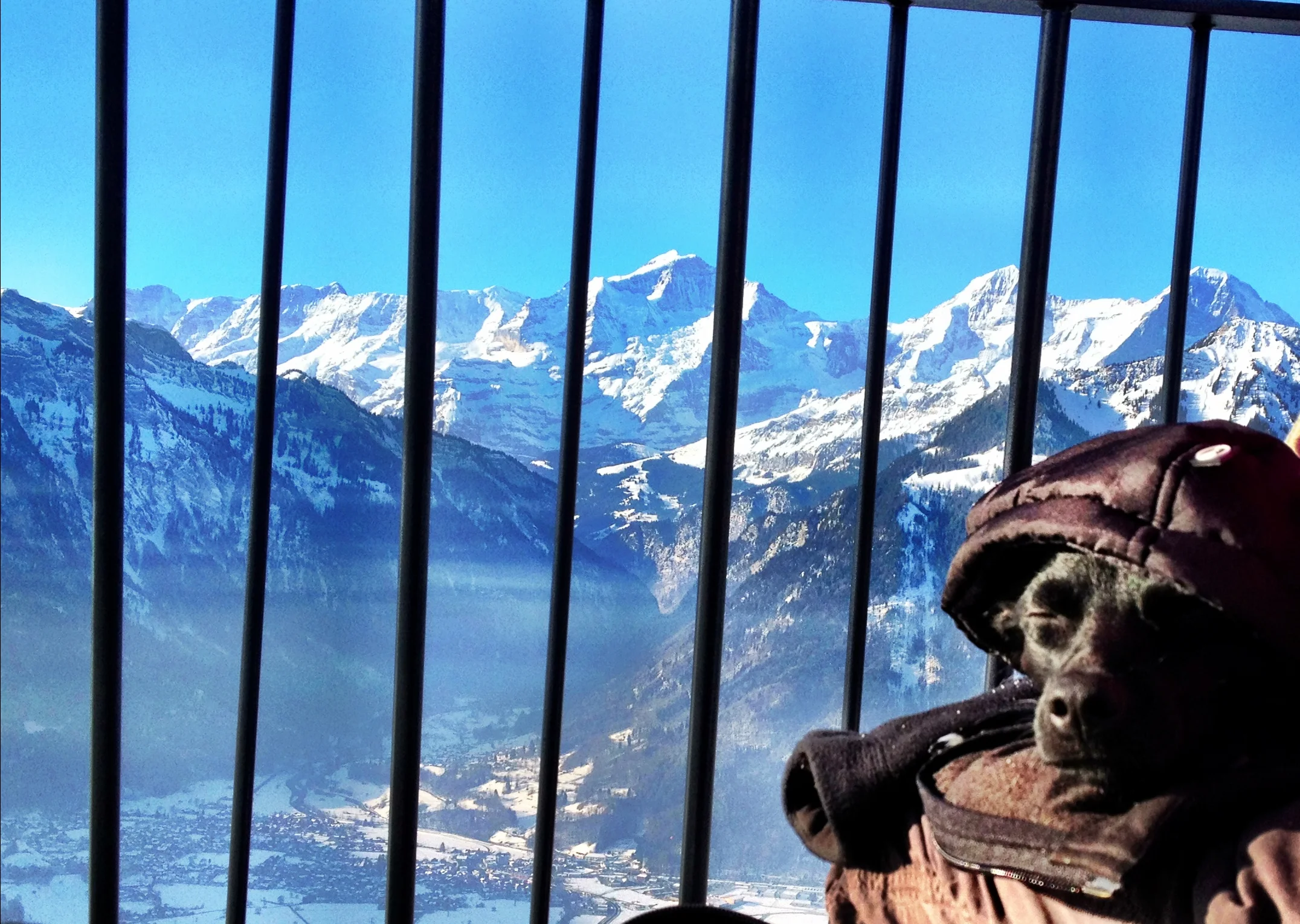 How To Take Your Dog To France