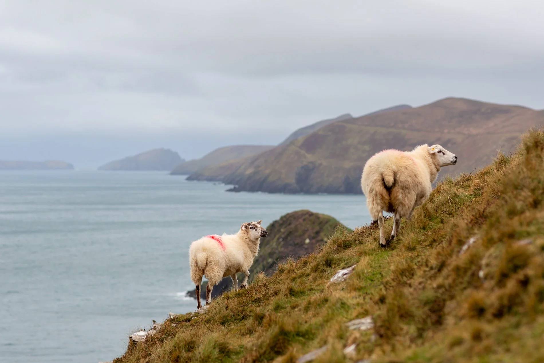 Dunmore, Coumeenoole, Dingle, Ireland-1.jpg