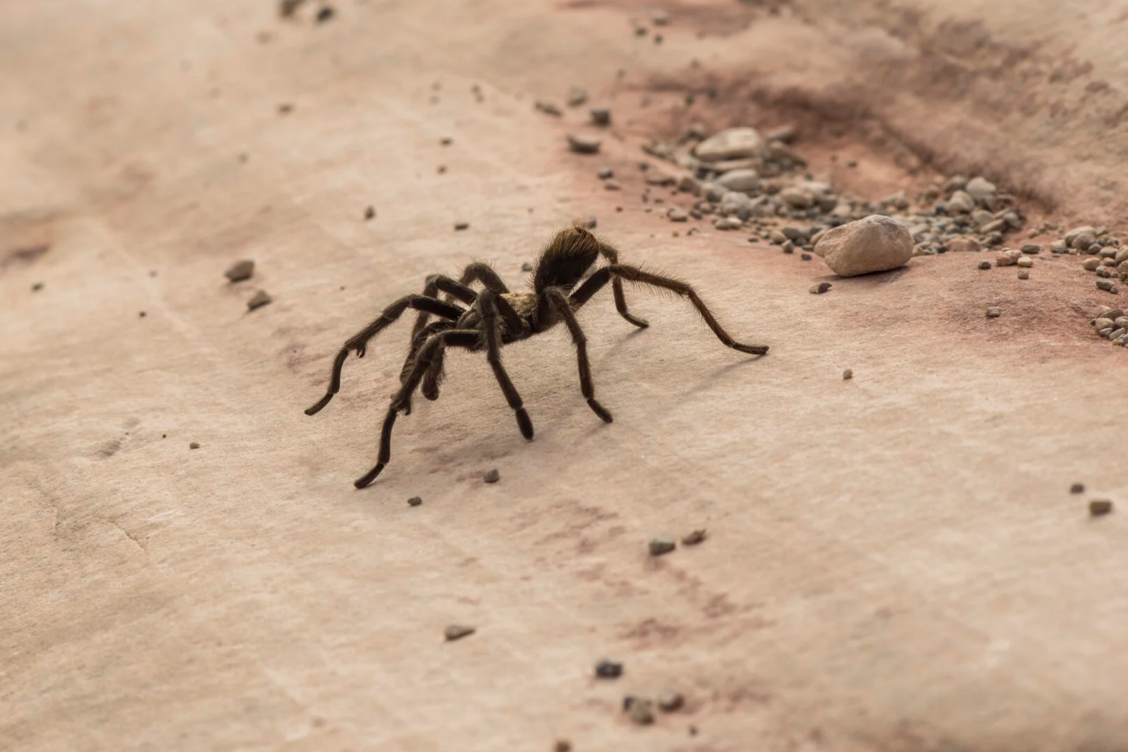 Desert tarantulas (Aphonopelma iodius) exhibit a unique behavior often referred to as a migration, although this term can be misleading. Each fall, these tarantulas can be seen wandering in broad daylight, primarily males searching for mates. This ph
