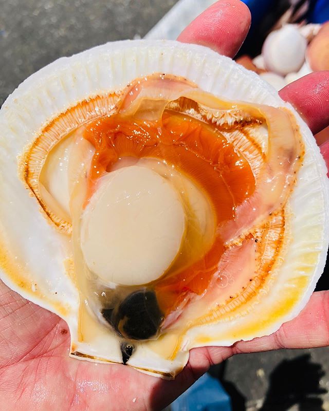 Fresh Rottnest Island scallops #festivalfish