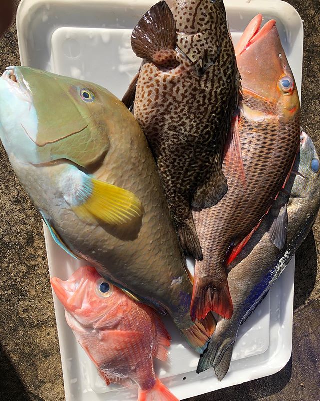 This morning&rsquo;s haul from Jurien Bay #festivalfish