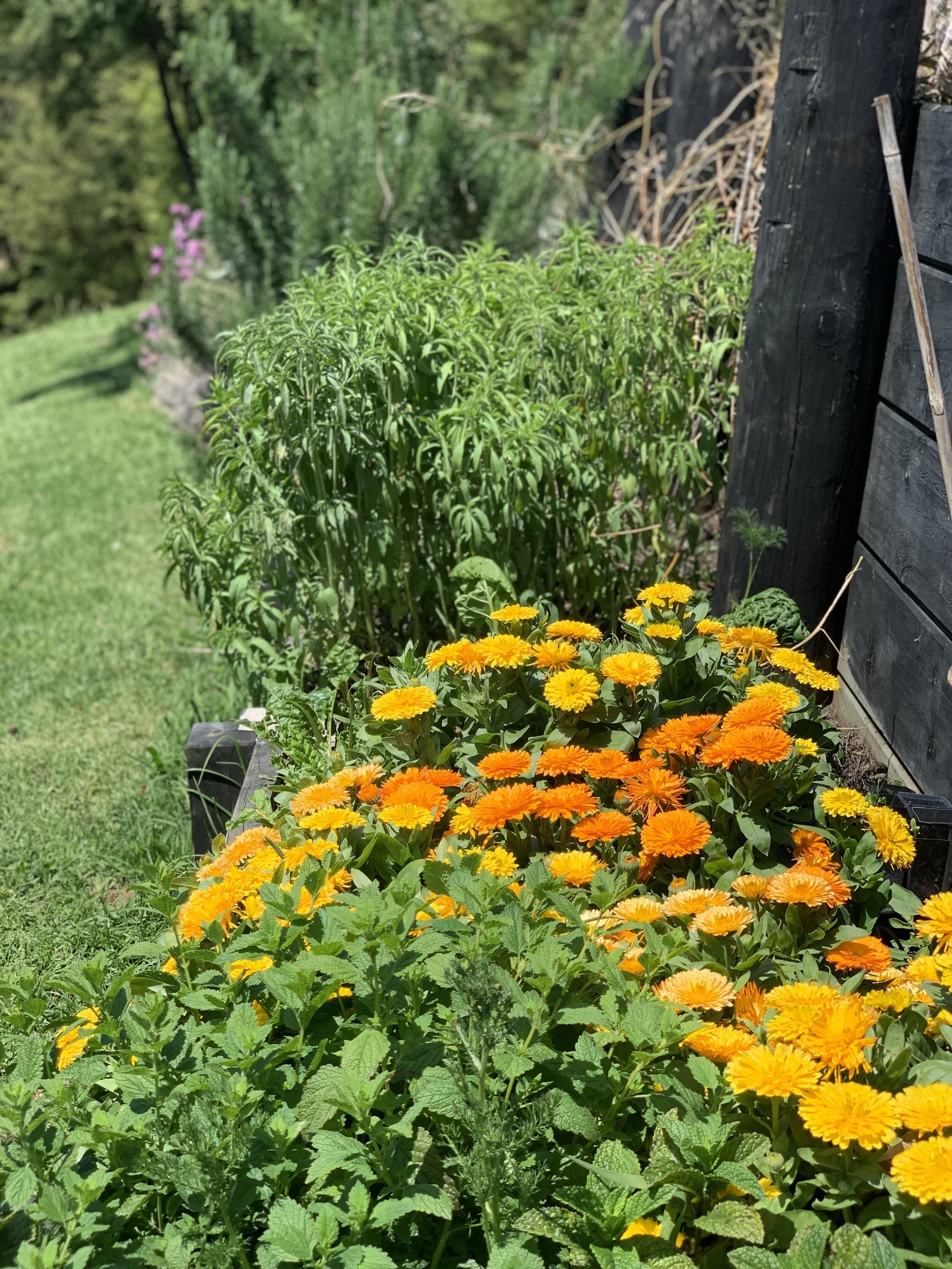 Calendula @ Cove Road