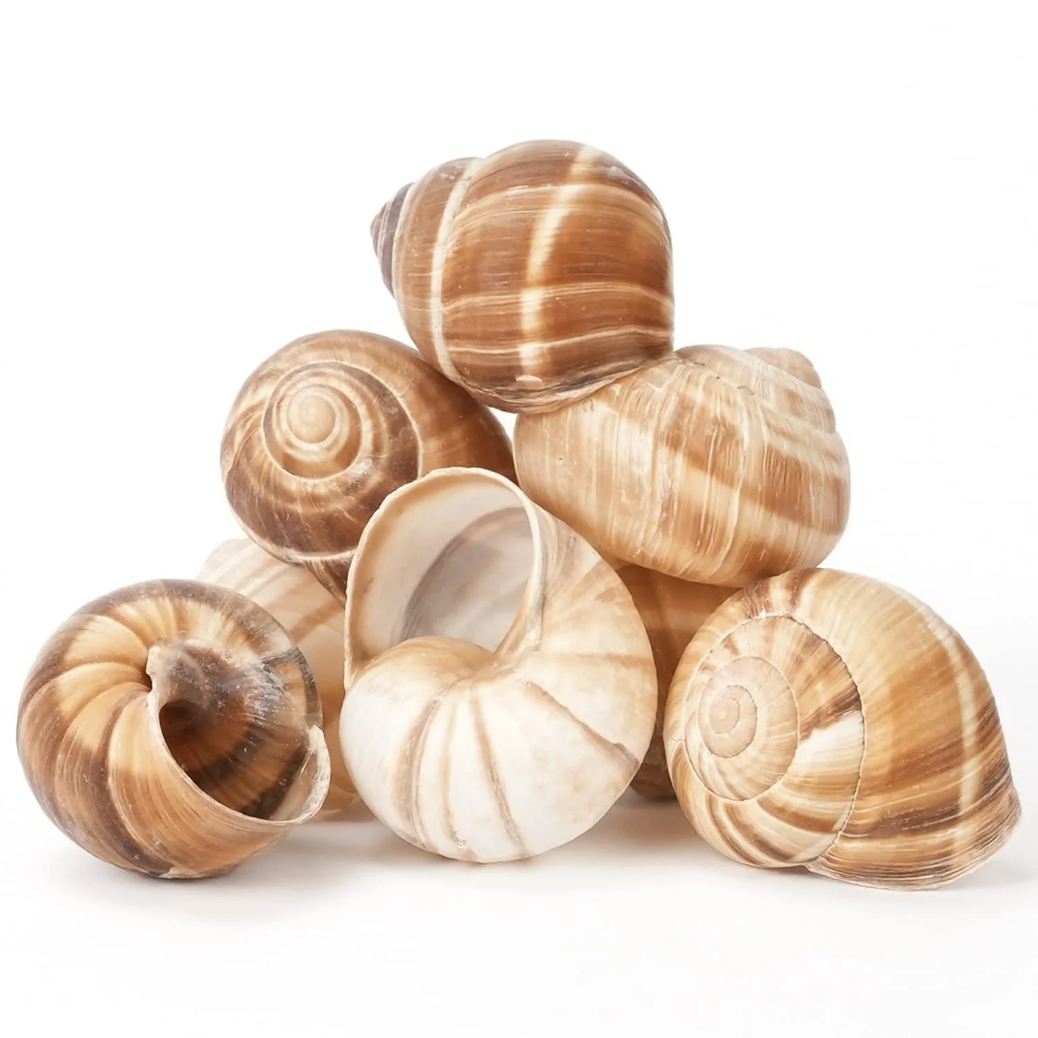 Escargot shells (snail shells) bag of 12