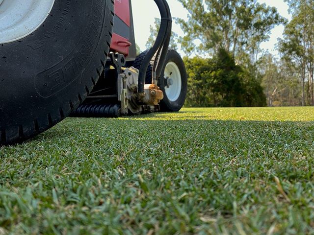 Quick trim for our Premium Grade Wintergreen ✂️