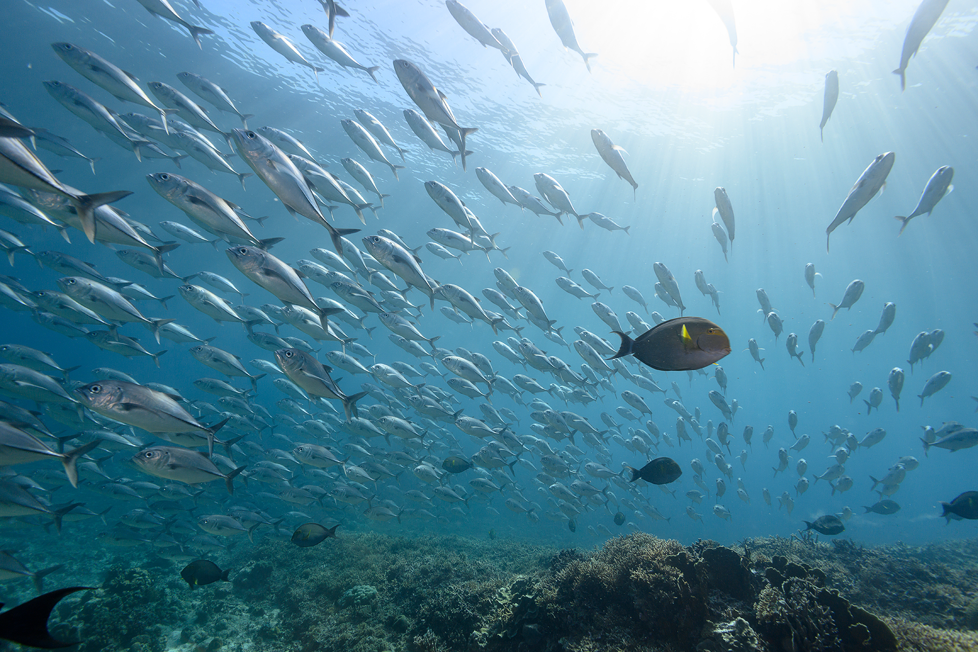 School-of-Bigeye-Trevally-and-Yellowfin-Surgeonfish-in-Seafan-Alley.png