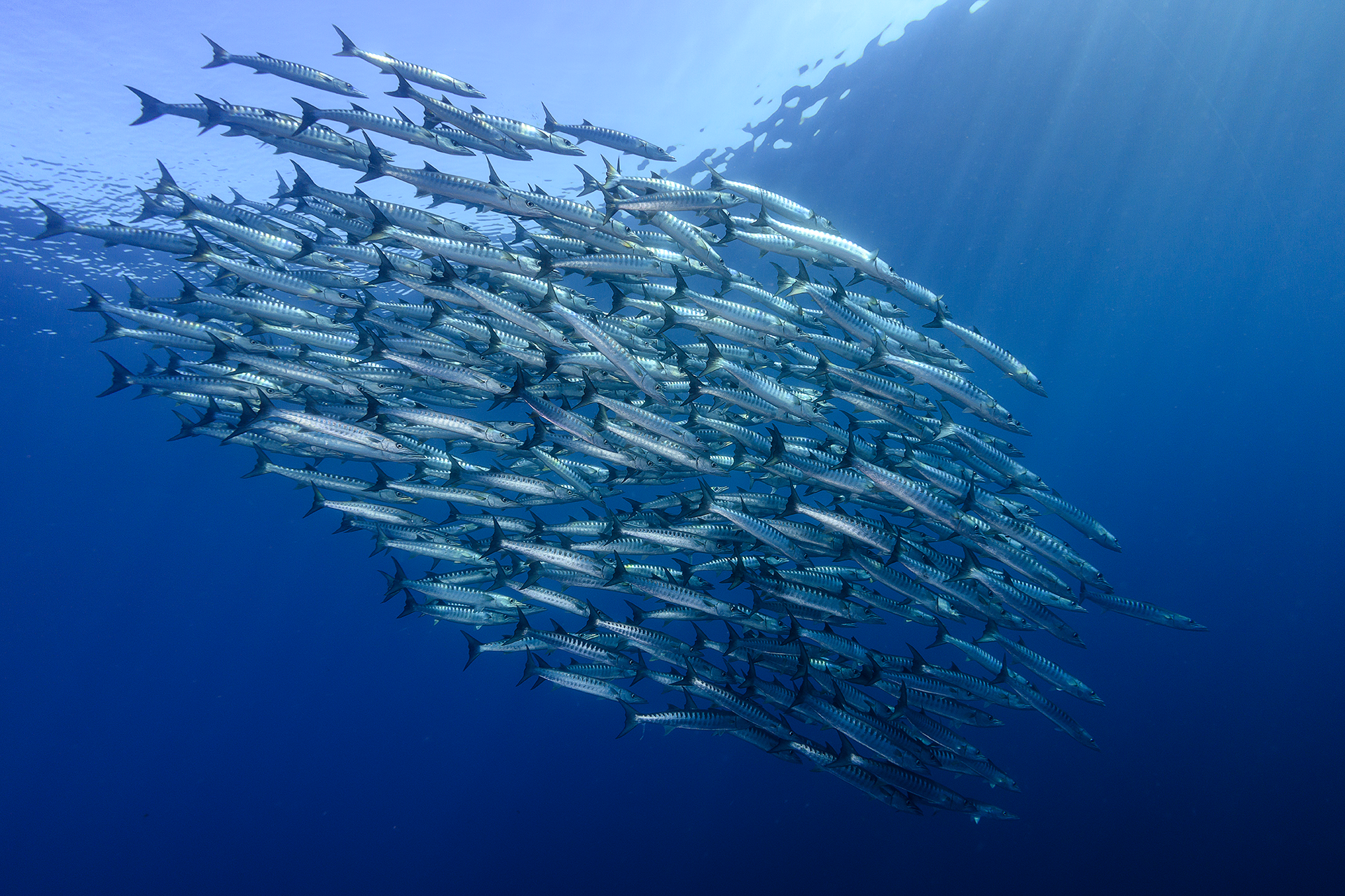 School-of-Blackfin-Barracudas-in-Shark-Airport.png