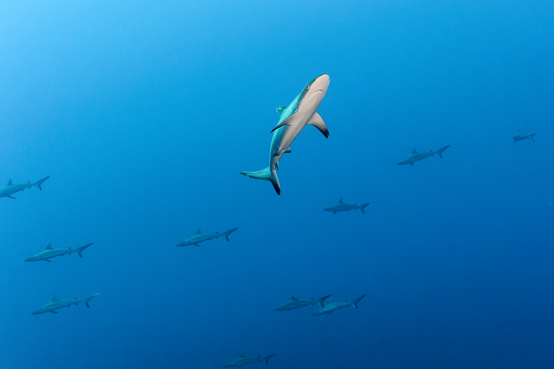 Shiver-of-Baby-Grey-Reef-Sharks-in-Black-Rock.png