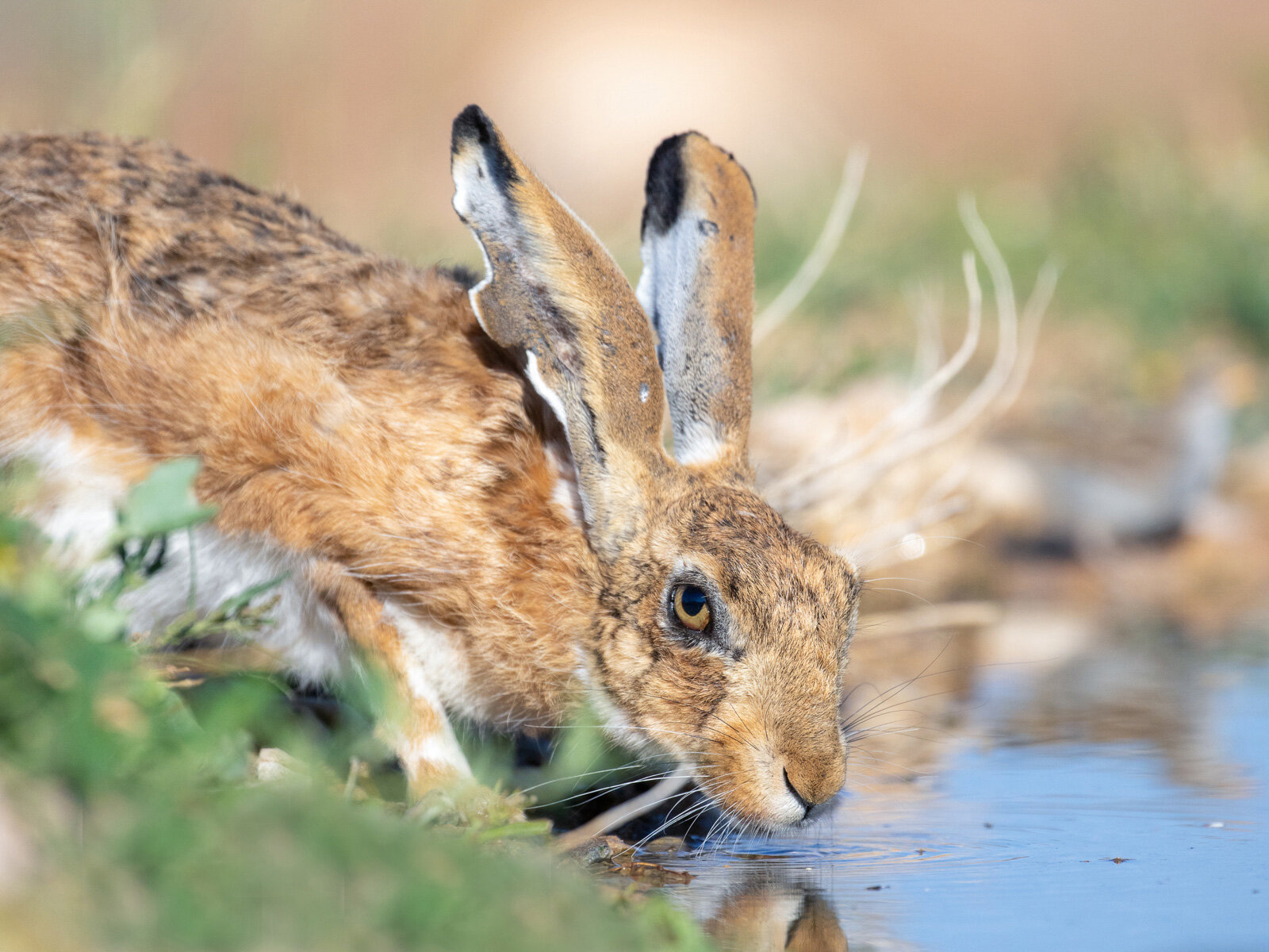 A Thirsty Hare by Barry Boswell