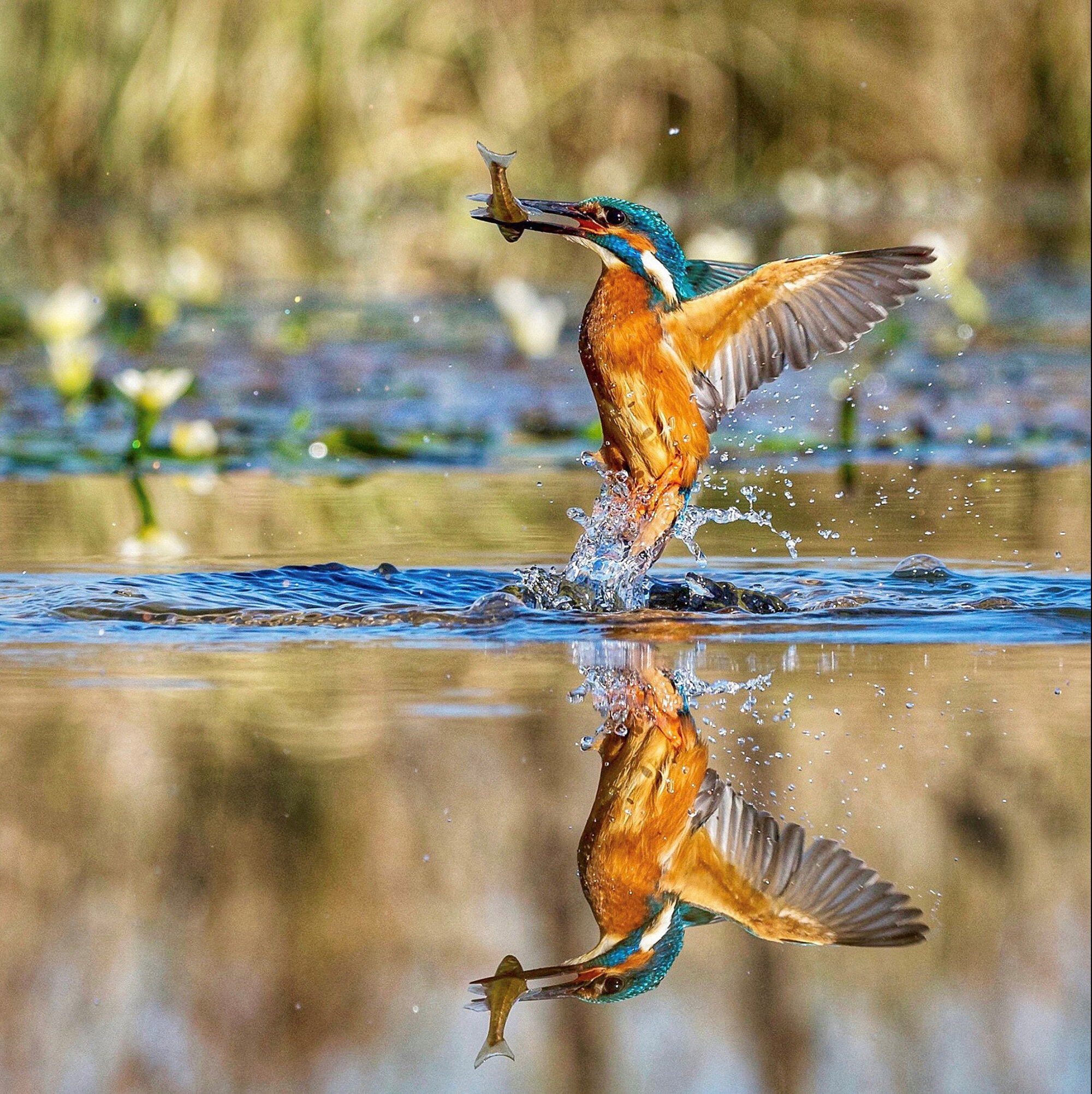 Kingfisher with a fish by Derek Lane