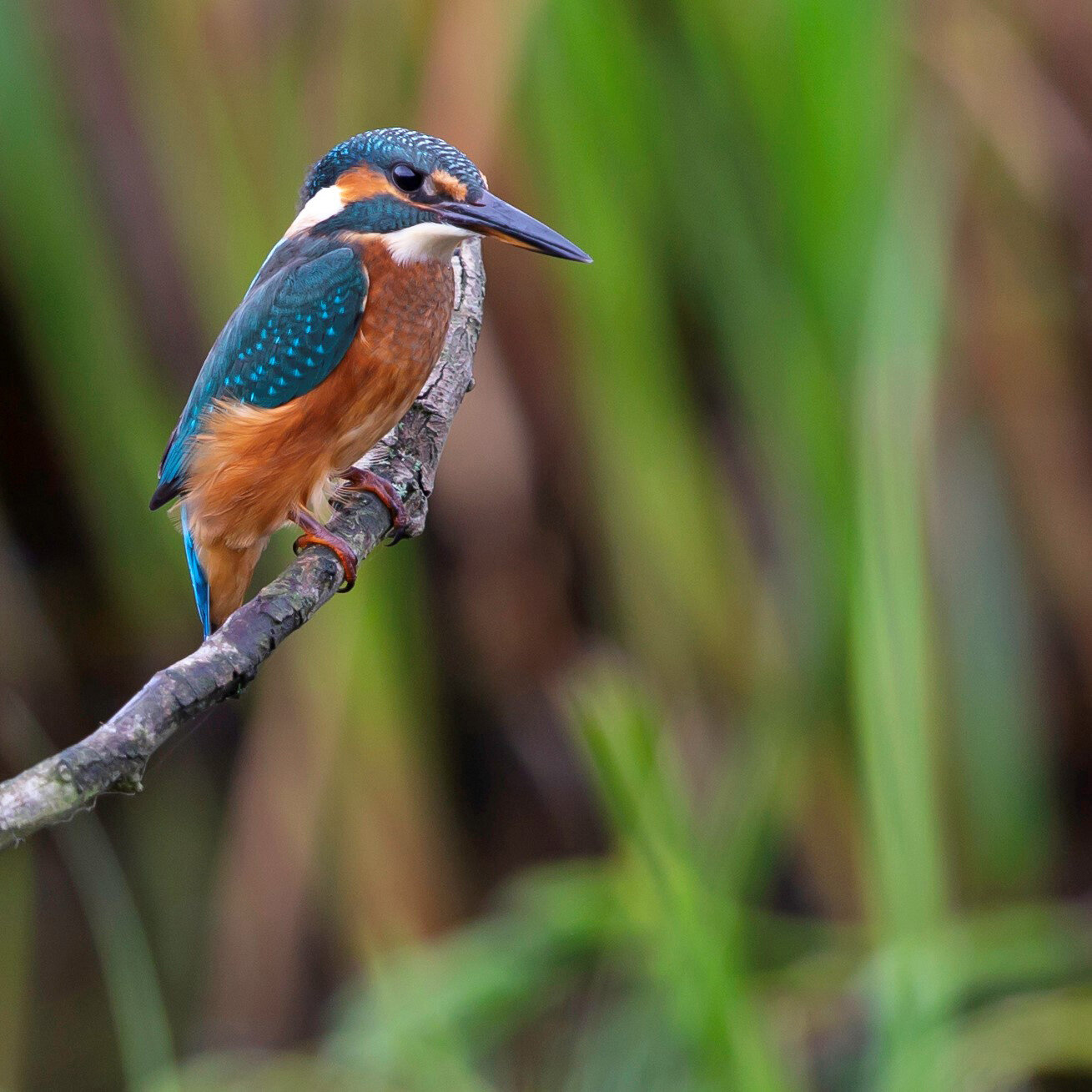 Kingfisher by Jeff Youngman