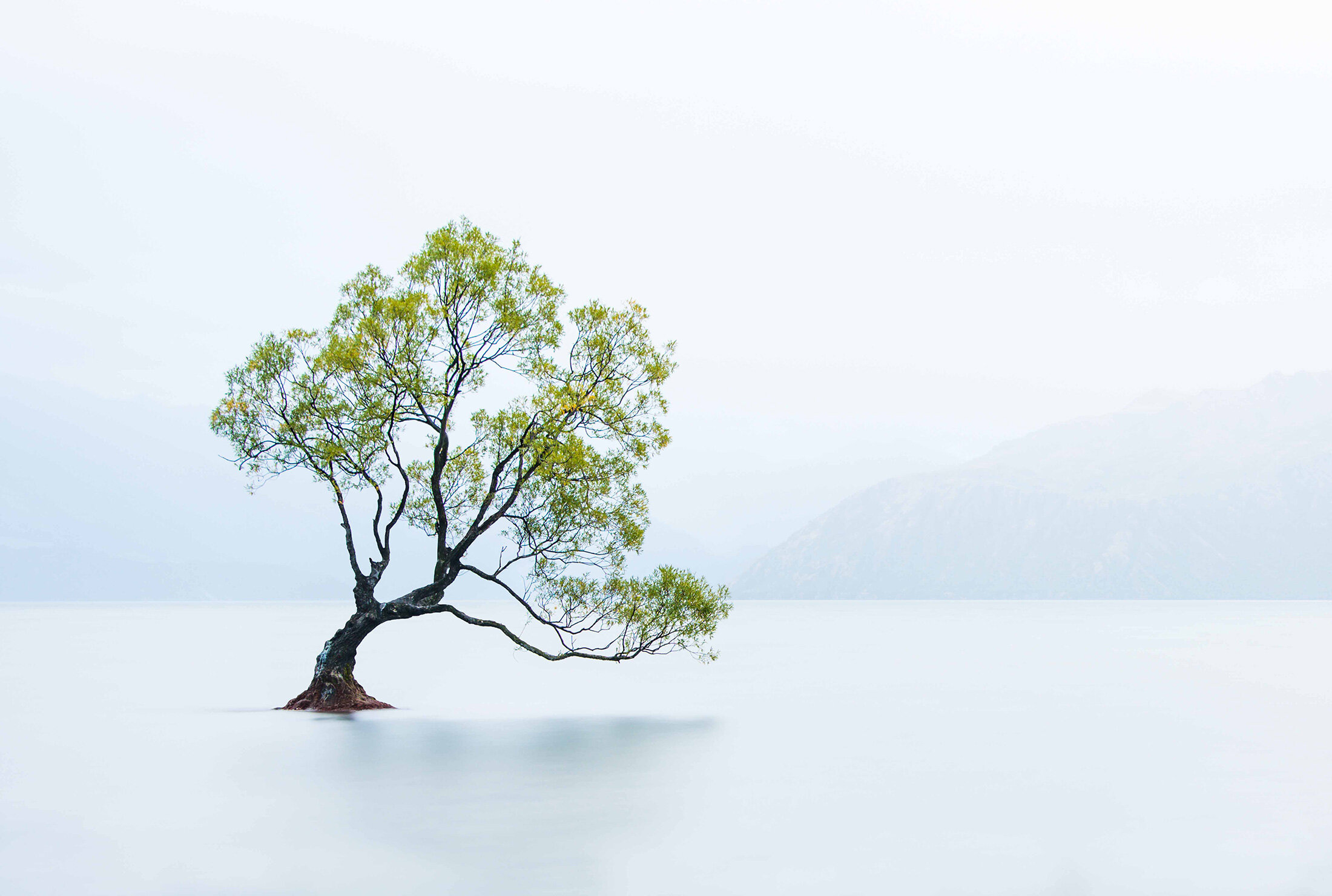 Anne Gray, Lone Tree - Lake Wanaka