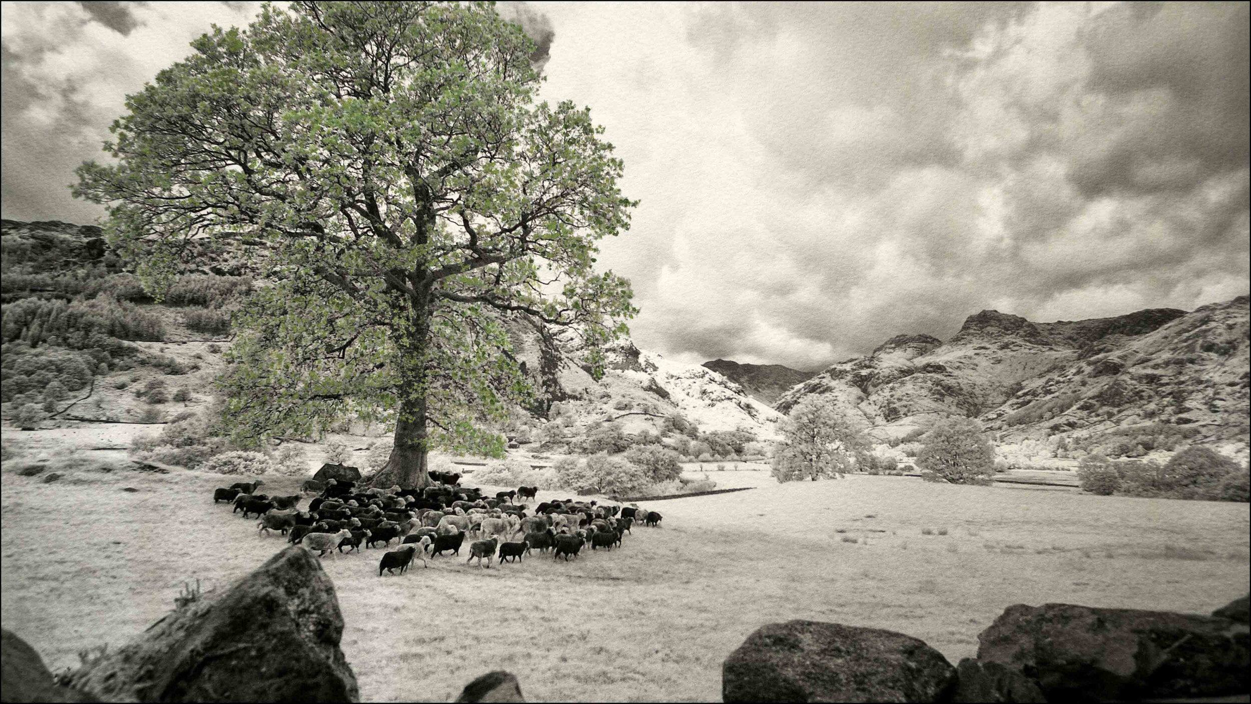 Flock of Herdwicks, Langdale Valley, Cumbria by Janine Kilroe