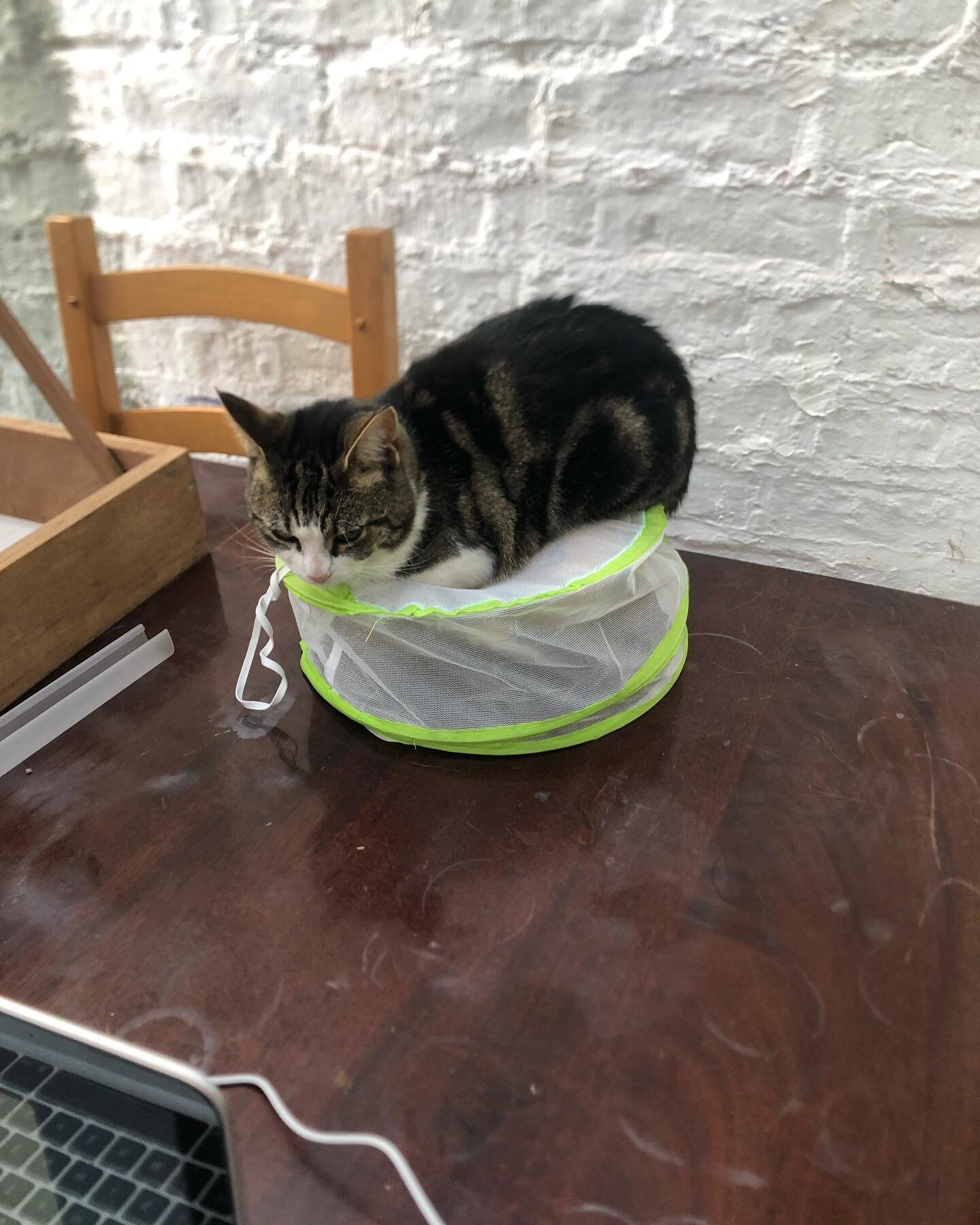 Luckily there is not a cake under there it&rsquo;s a very lumpy fruit bowl covered in cat