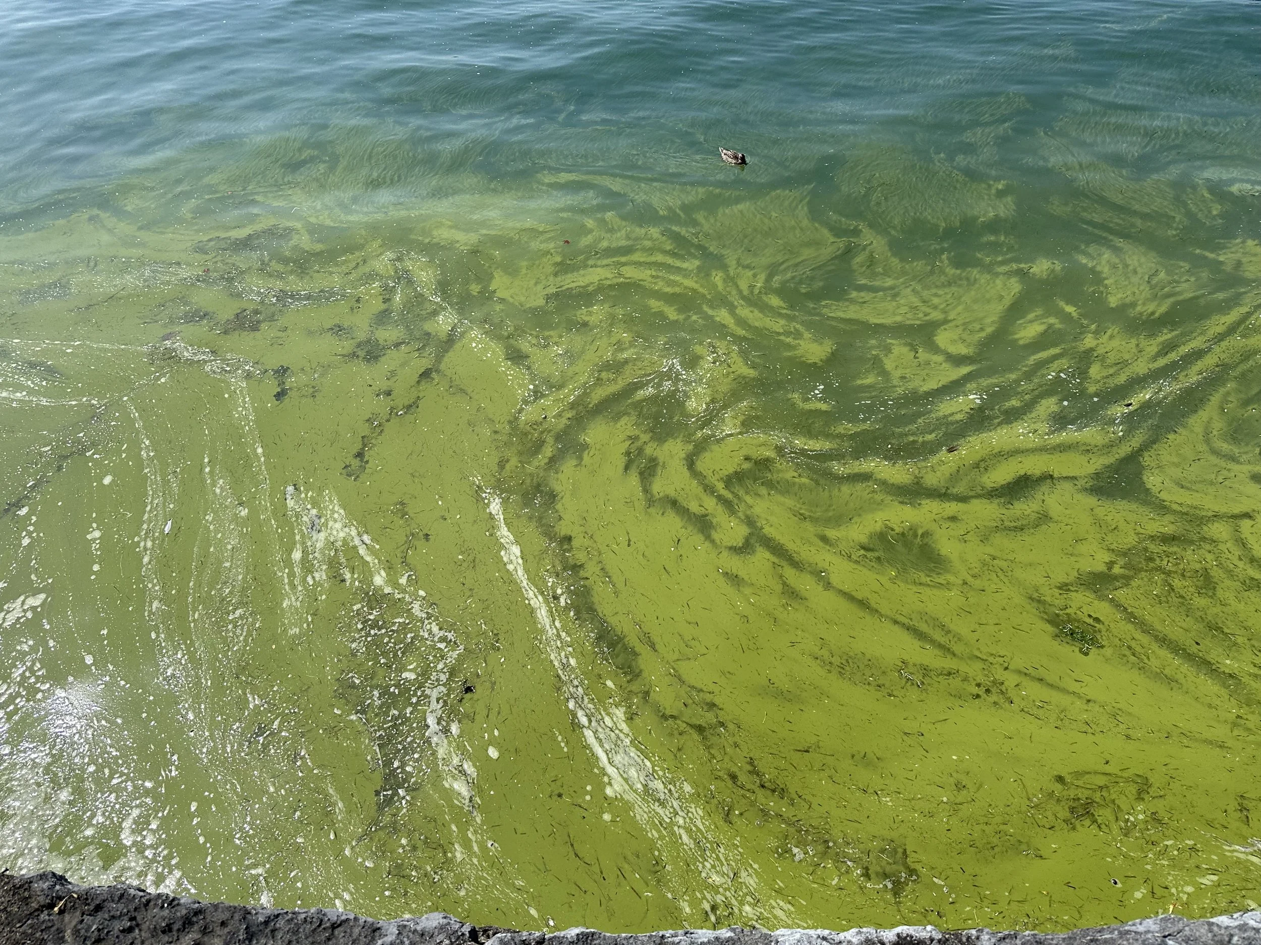Harmful Algal Blooms – From Research to Mitigation: Sharing the latest updates for Skaneateles Lake 