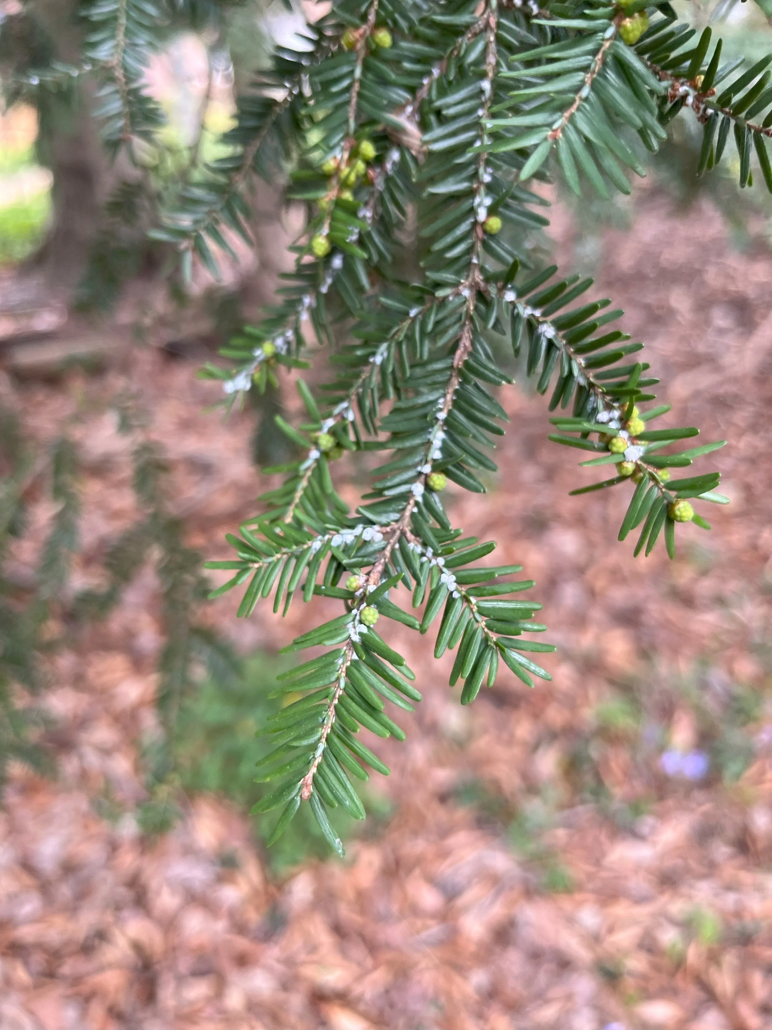 Hemlock Woolly Adelgid: Lunch and Learn