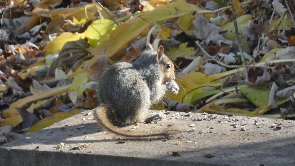 eastern gray squirrel observed by skrillel_spirit.jpg
