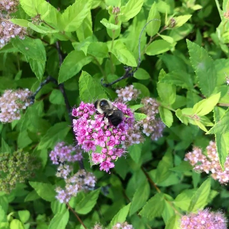 bumblebee observed by evergreensdad.jpg