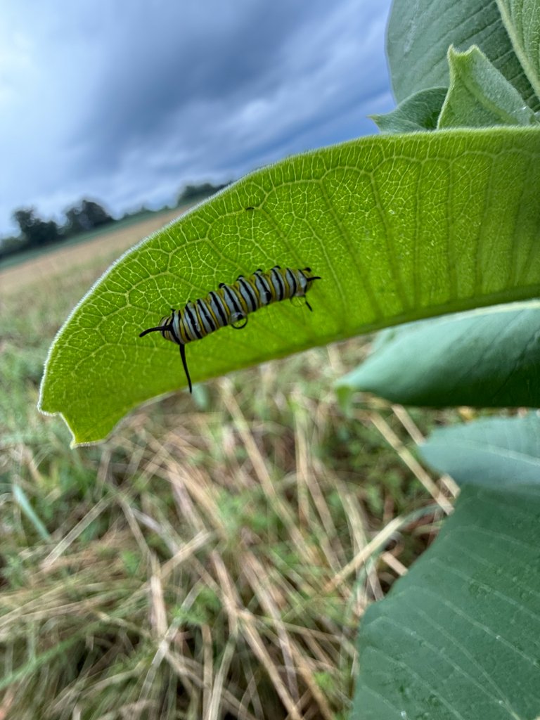 monarch observed by tmcgwhite.jpg