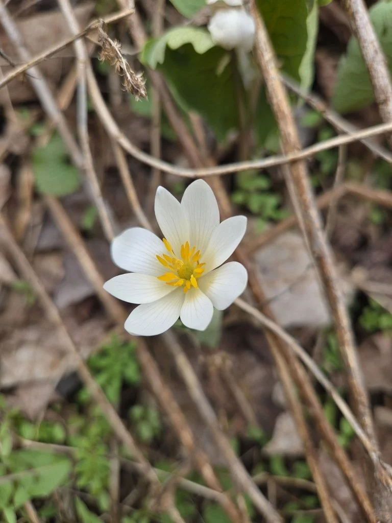 bloodroot observed by alibirdko.jpeg