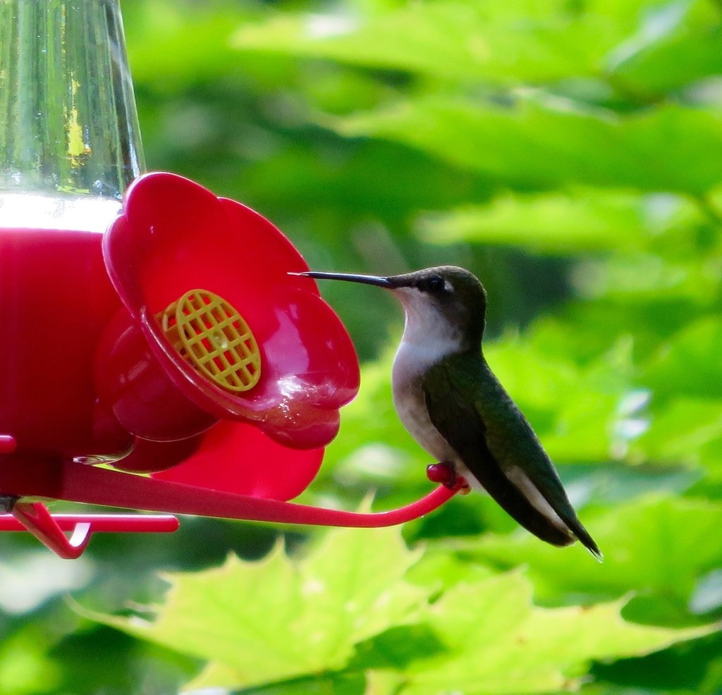 ruby-throated hummingbird observed by ggalko.jpg