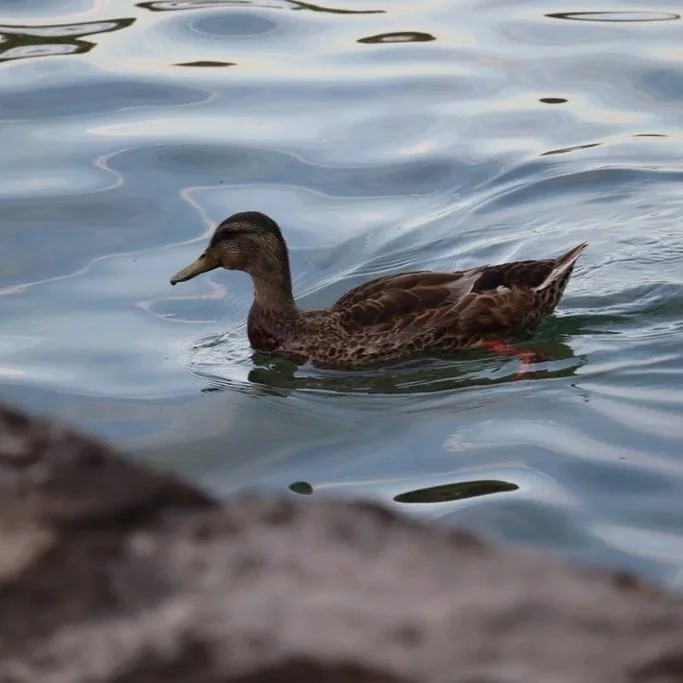 mallard observed by aschwarz57.jpg