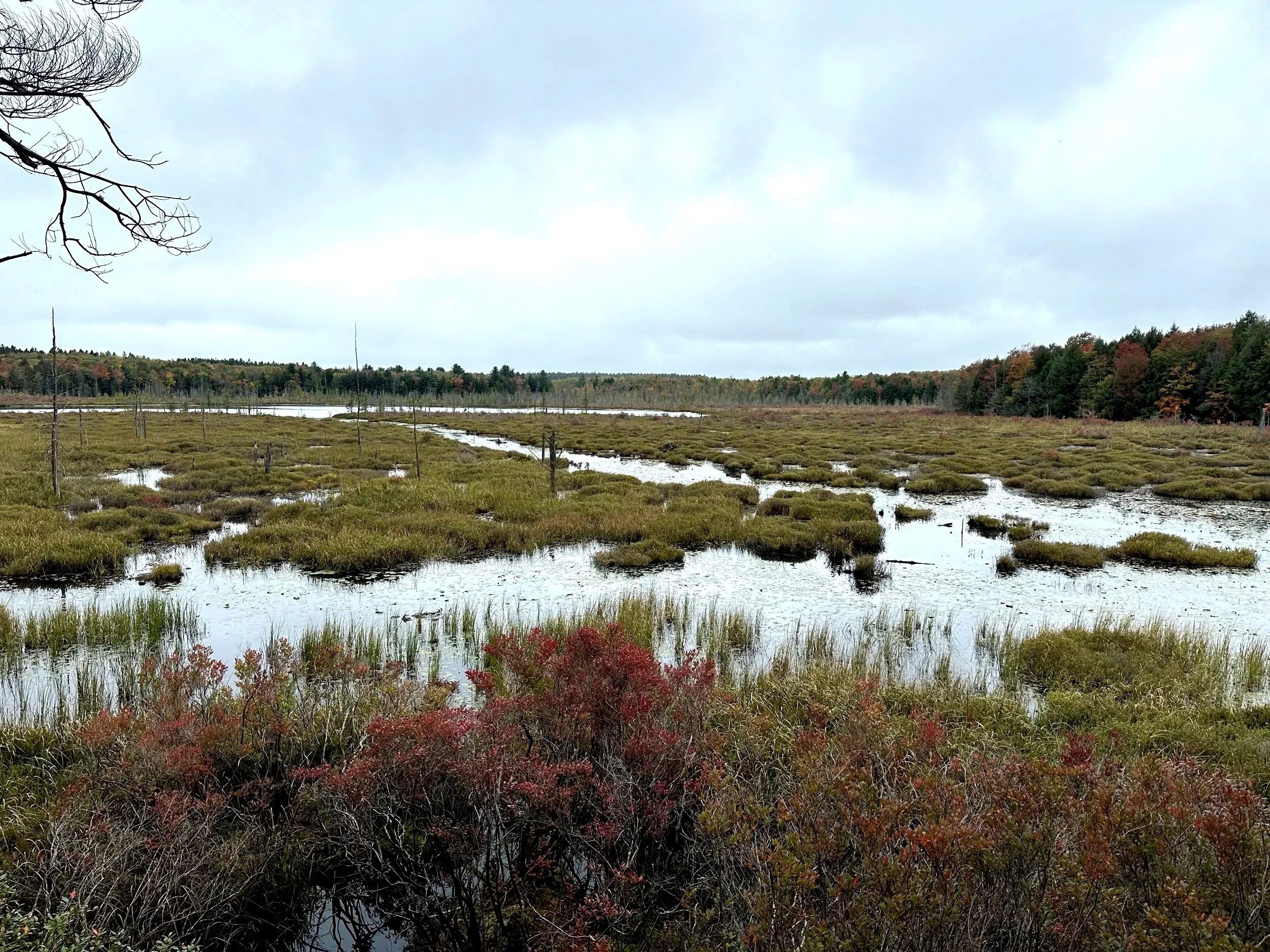 Wetlands Webinar with renowned expert Tom Biebighauser