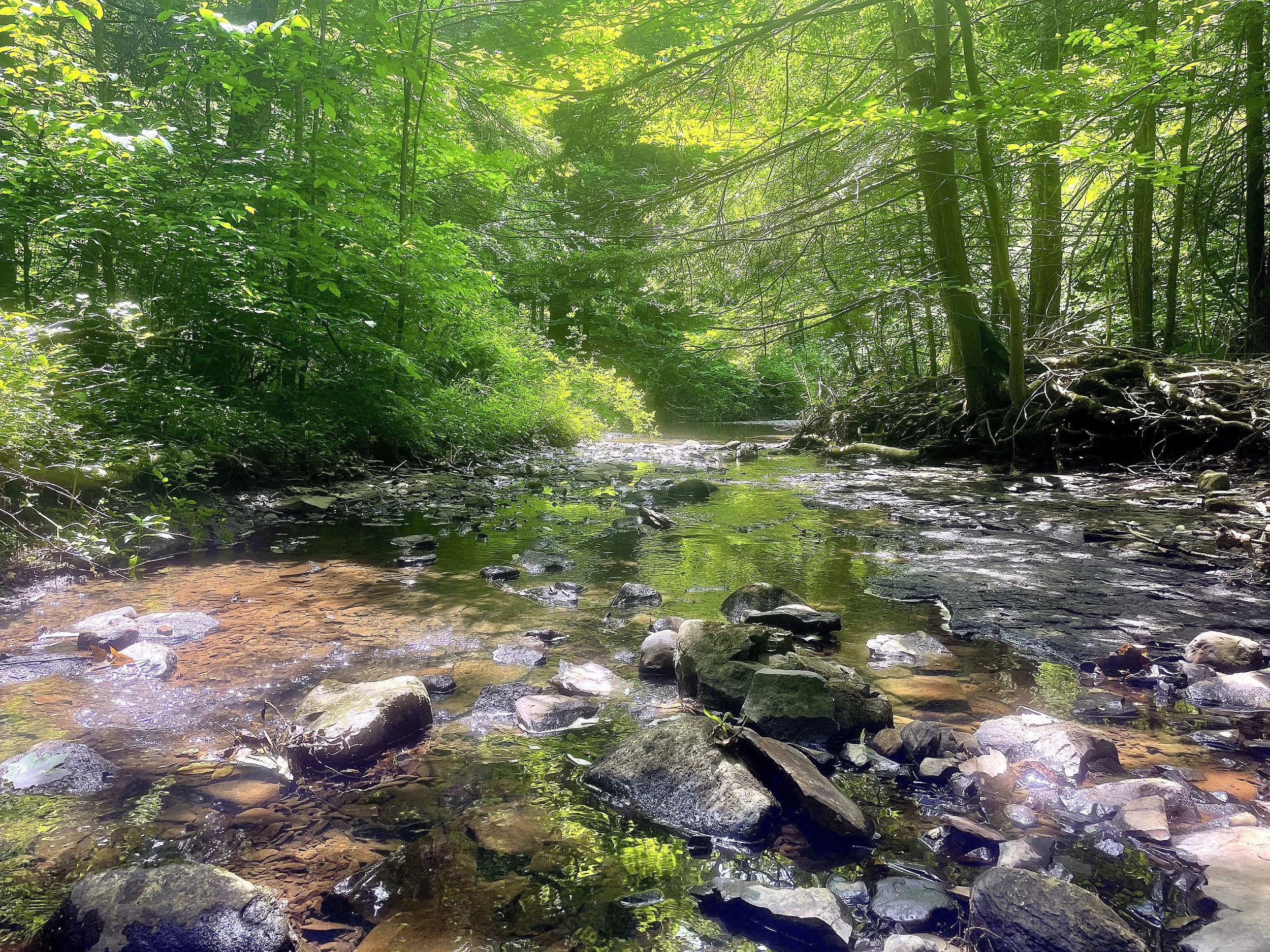 Shotwell Brook Wetlands Tour