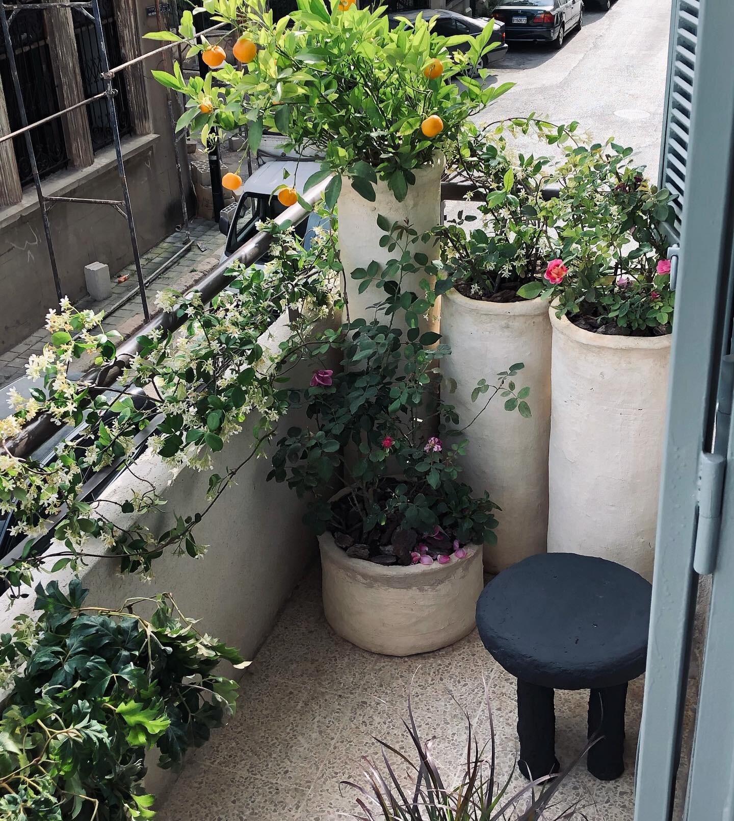 A mediterranean balcony in full bloom 🌿🌺💛

#plantscaping #balconygarden #balcony #plantlife #planter #planteriordesign #mediterranean