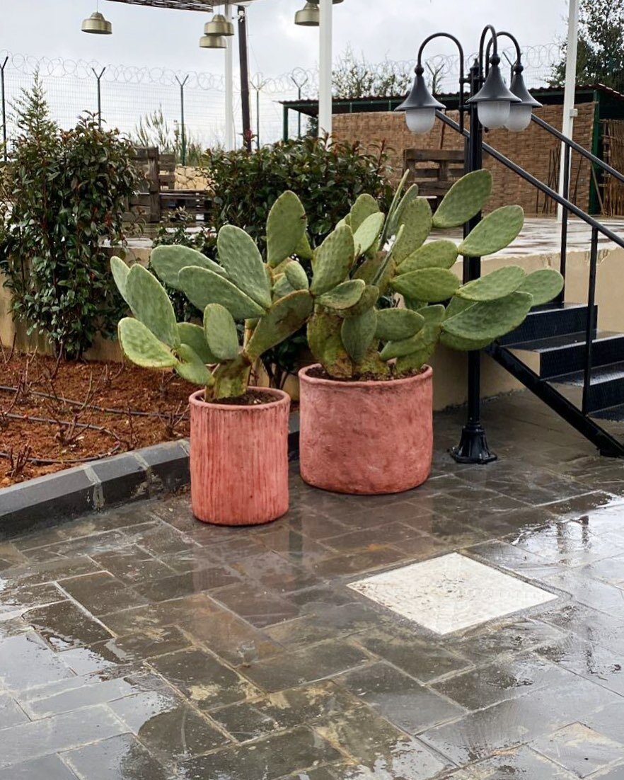 🌵🌵 I love the way this pair turned out. These are some of the most widely recognized cacti that grow in the wild&hellip; They&rsquo;re looking extra glamorous now in their new home. 🪴 A special pot (and a special client with a vision) can make all