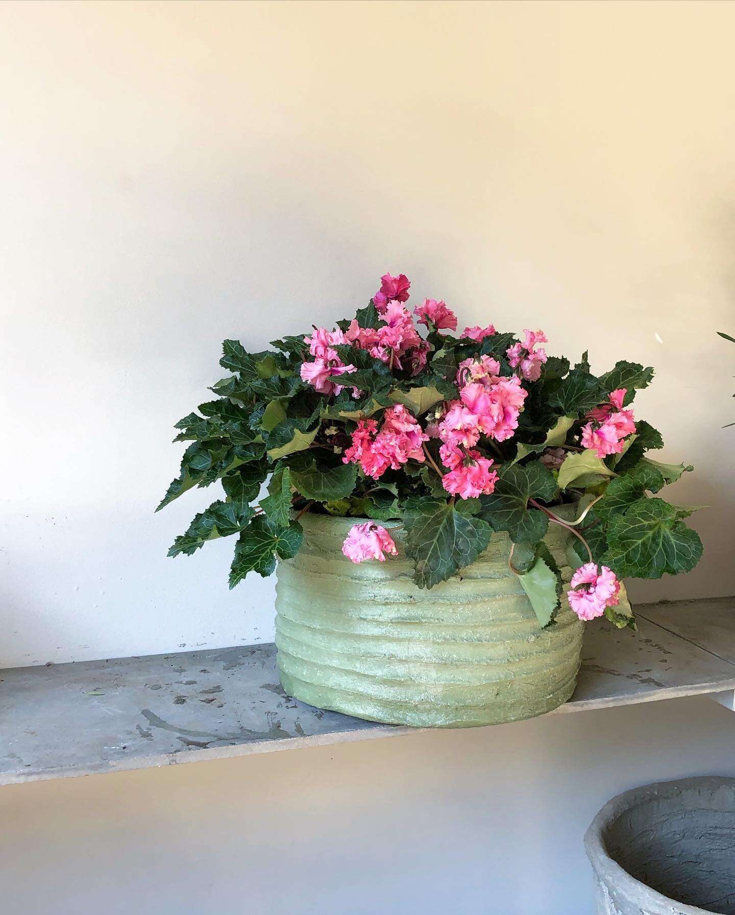 As per the annual springtime ritual, it&rsquo;s time to bring some flowering plants home 🌺🏡

Customize your planter by choosing from 8 colors and 3 texture options to seamlessly incorporate into your home your favorite few plants 🌺🪴

Get 10% off 